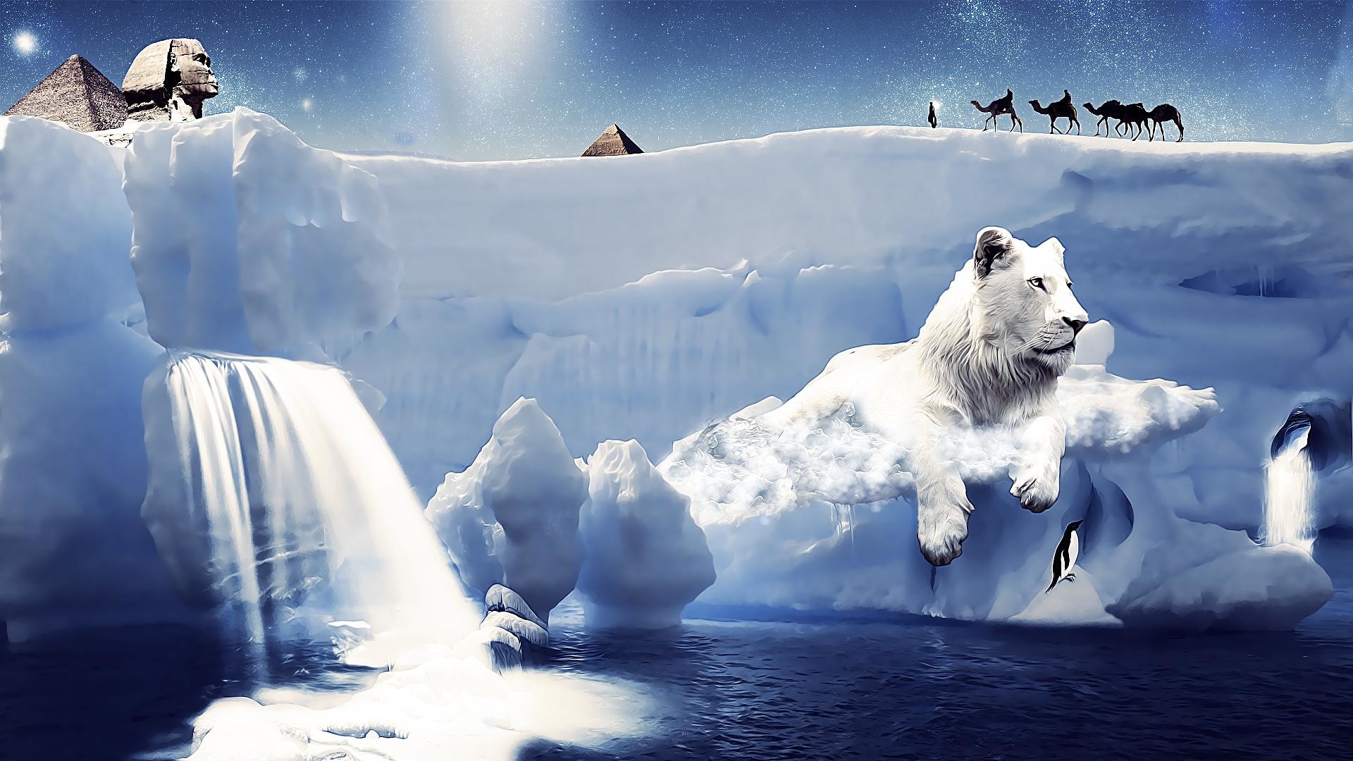 ... beautiful white lion wallpaper ... 1920x1080