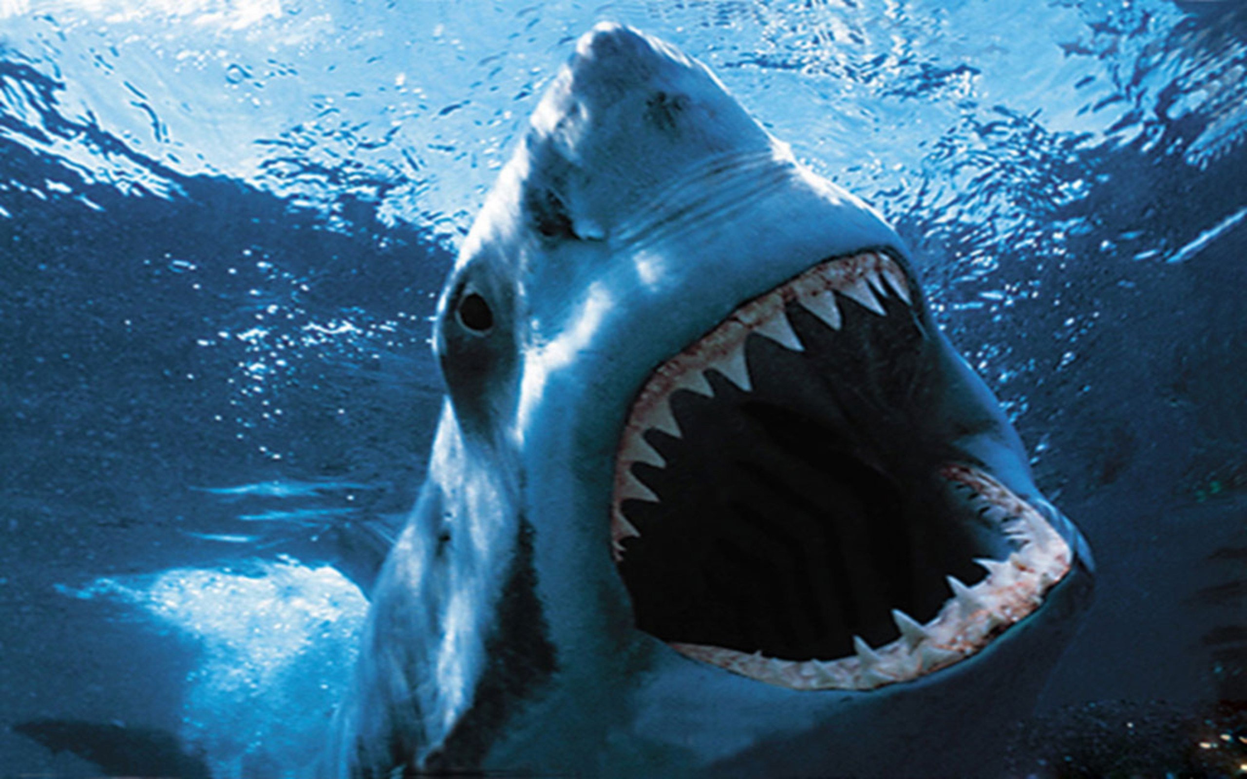 Download Get The Coolest Look With Cool Shark Wallpaper  Wallpaperscom