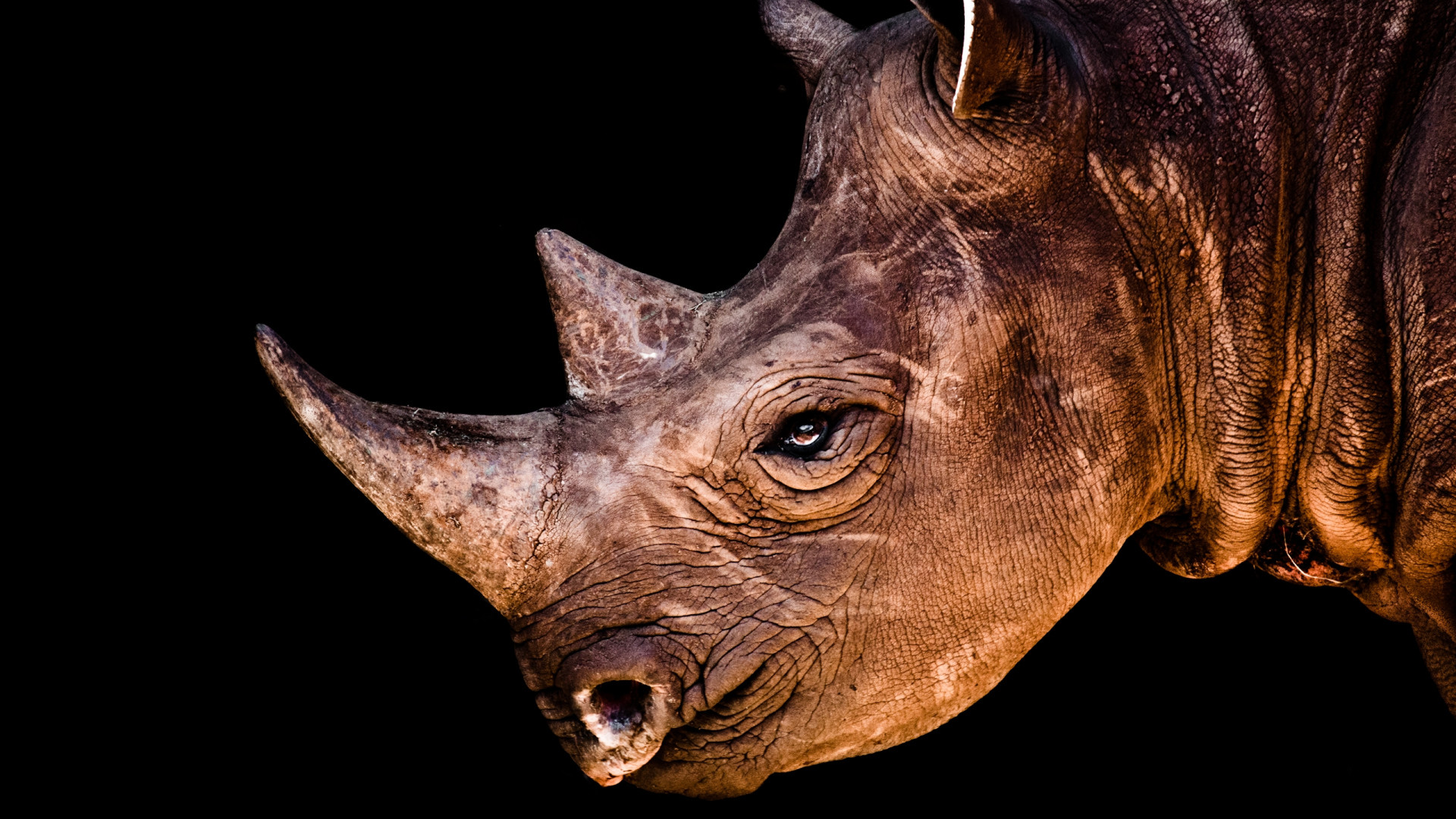  Rhino Wallpaper  APK for Android Download