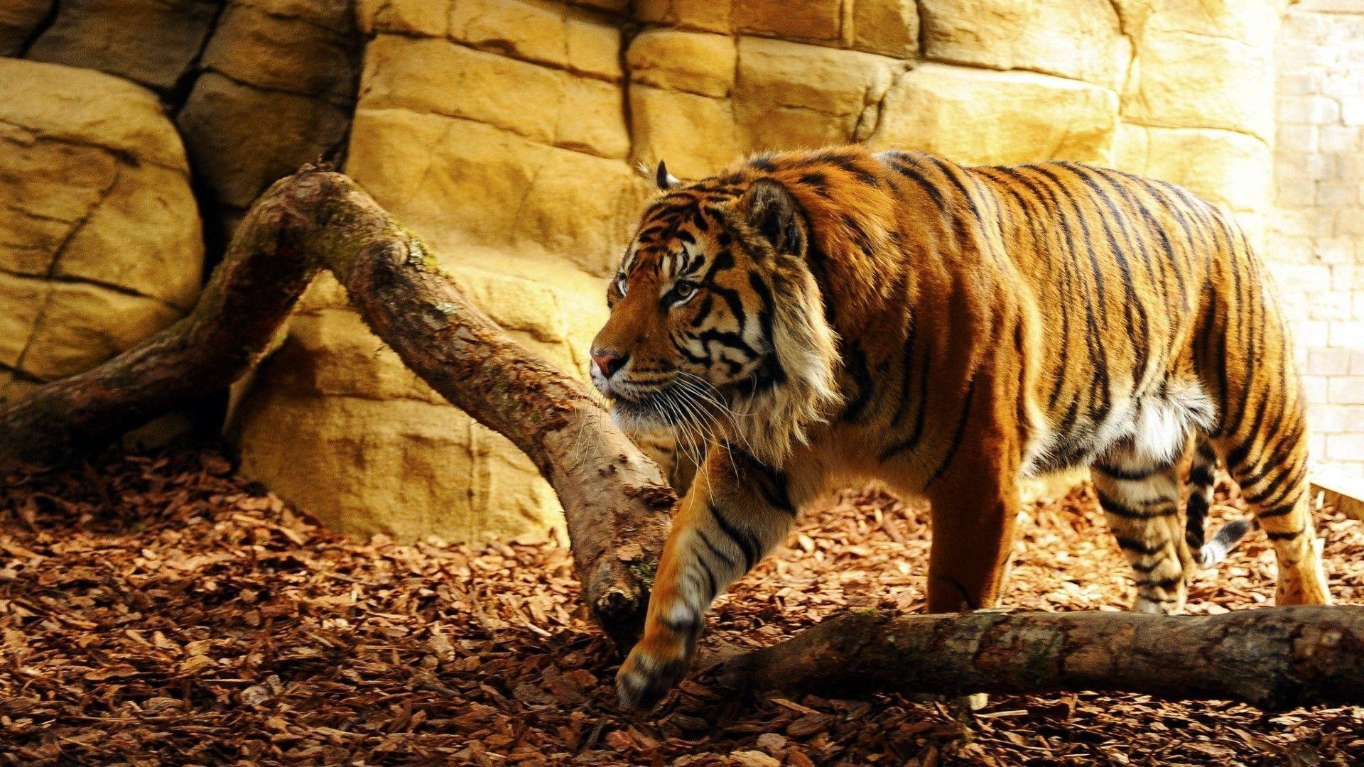 Tiger Wallpapers 65 Pictures