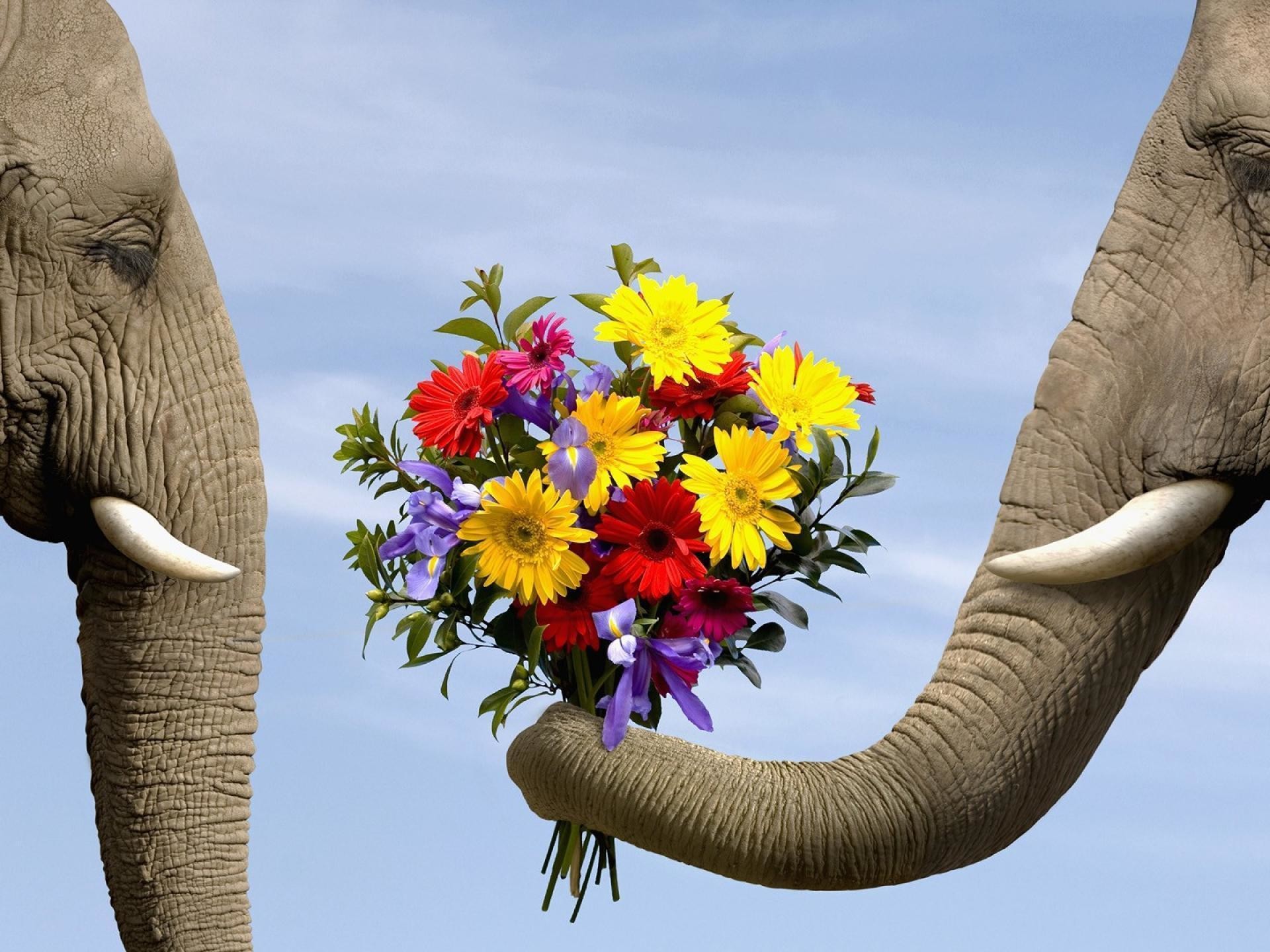 Elephant Desktop Wallpaper (78+ pictures)