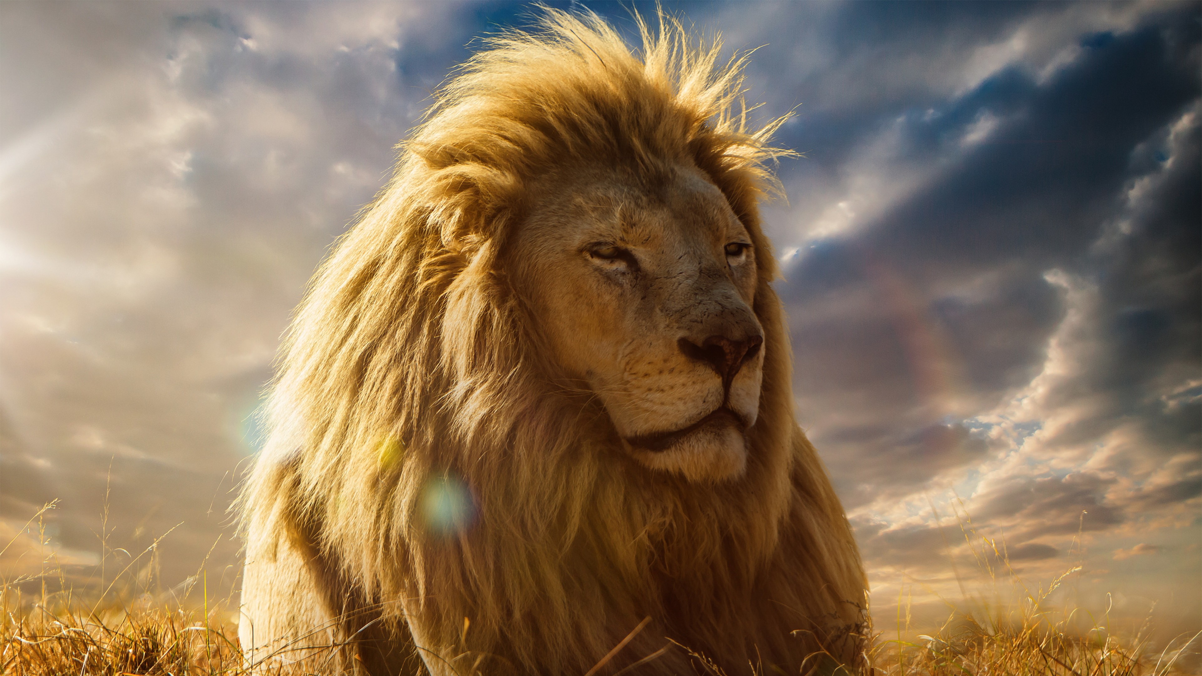 The King Lion Wallpaper Download  MOONAZ