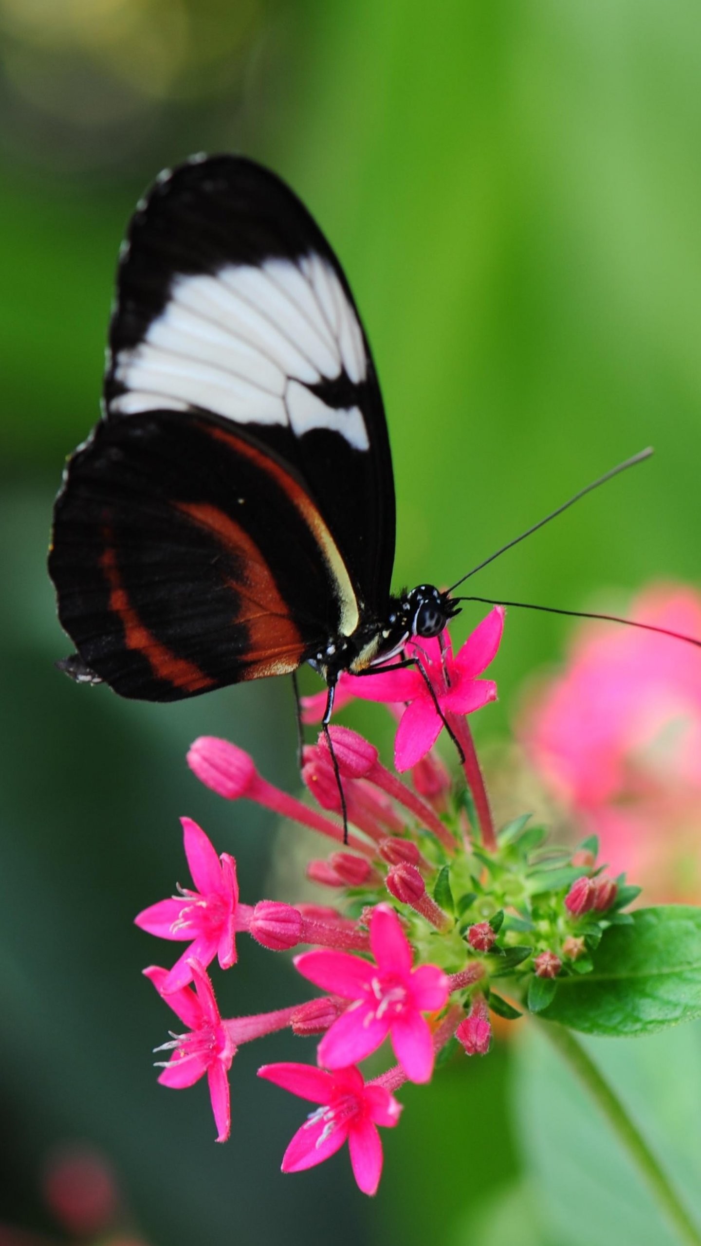 Beautiful Butterfly Wallpapers (64+ pictures)