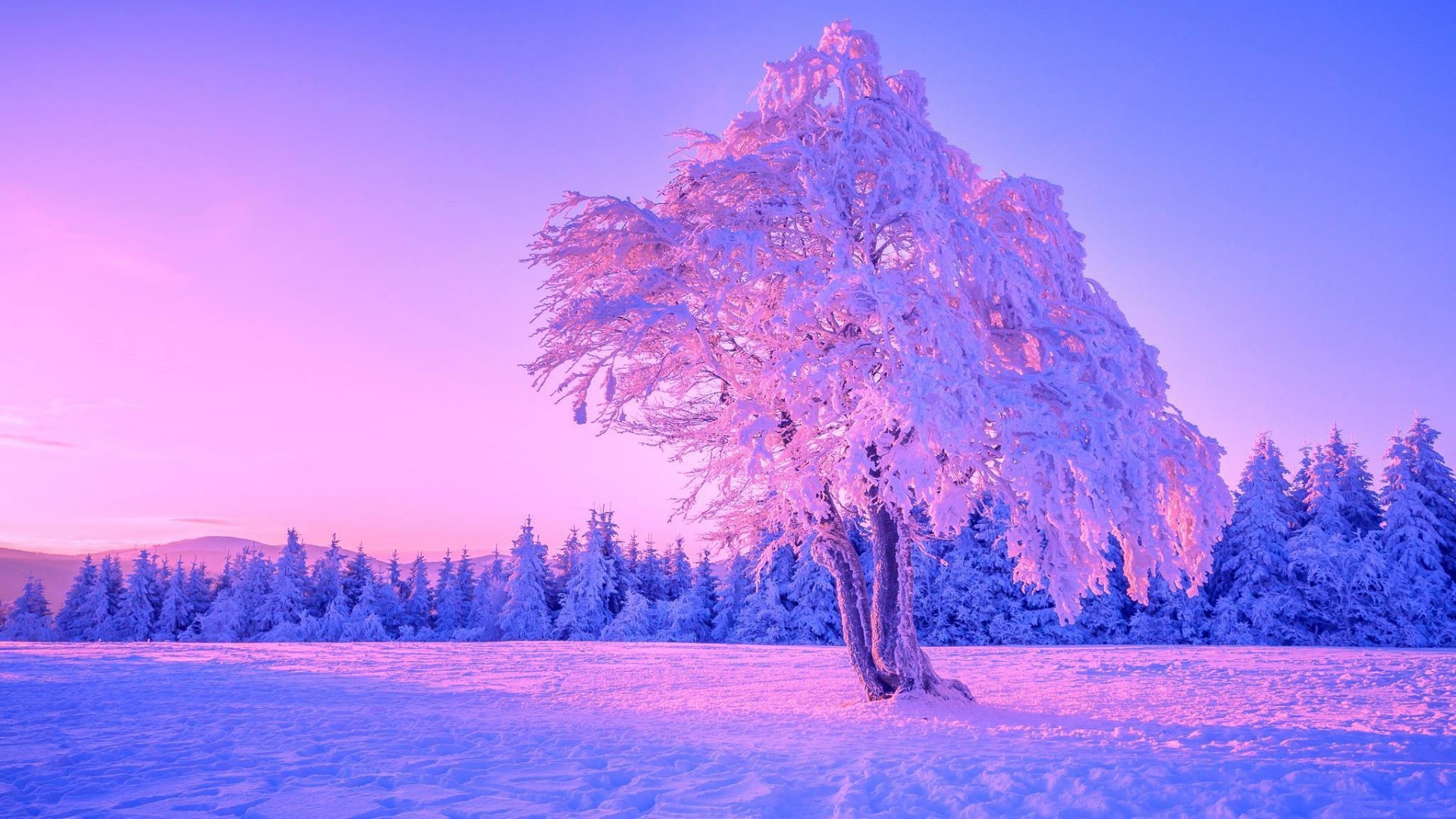 Purple trees Photography by Bruce Rolff | Saatchi Art