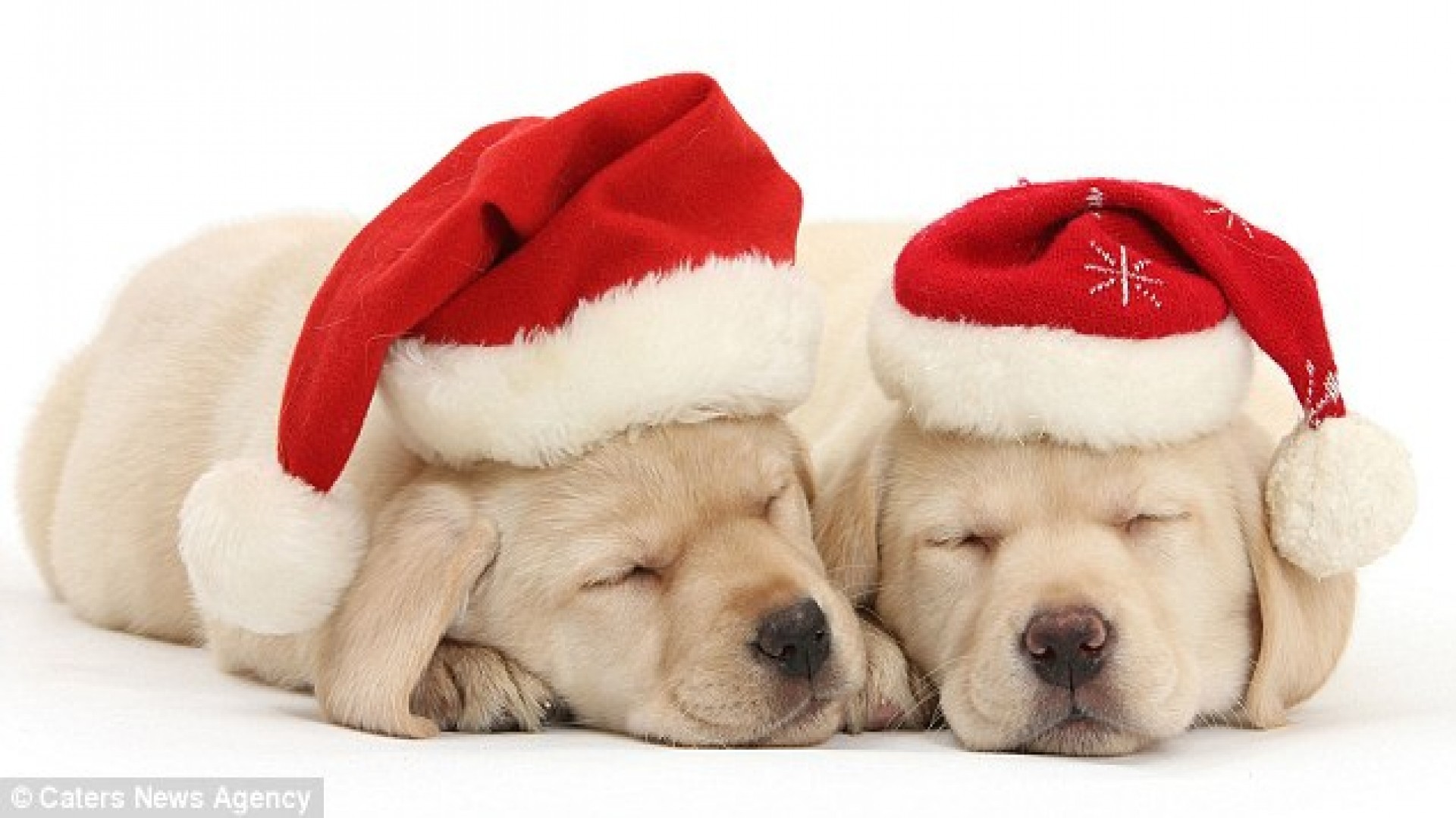 Santa Puppies Christmas Hat Wallpaper For Android Background Chrismas  Picture Background Image And Wallpaper for Free Download