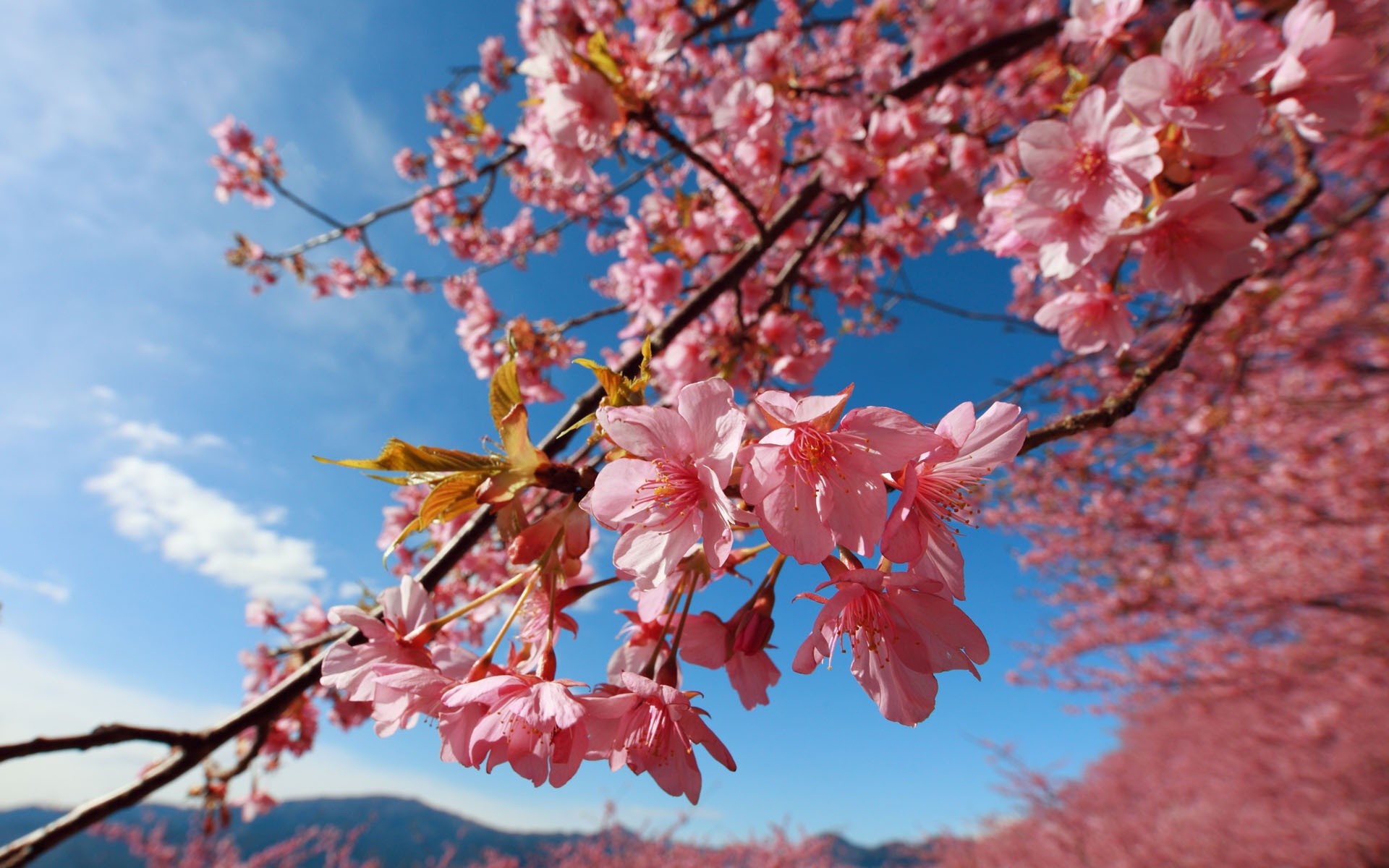 Cherry Blossom Wallpapers 73 Pictures