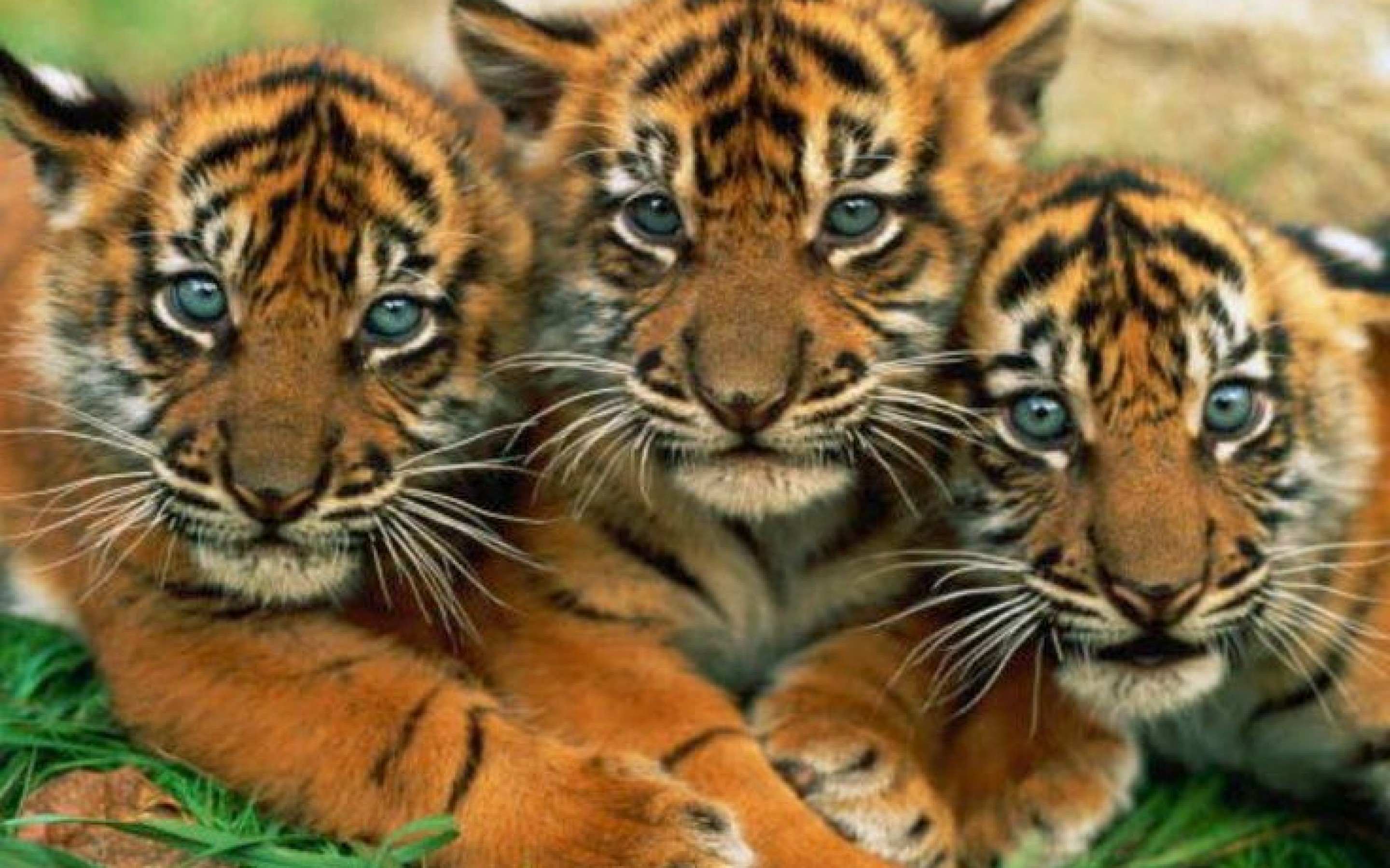 Cute Tiger Wallpaper.