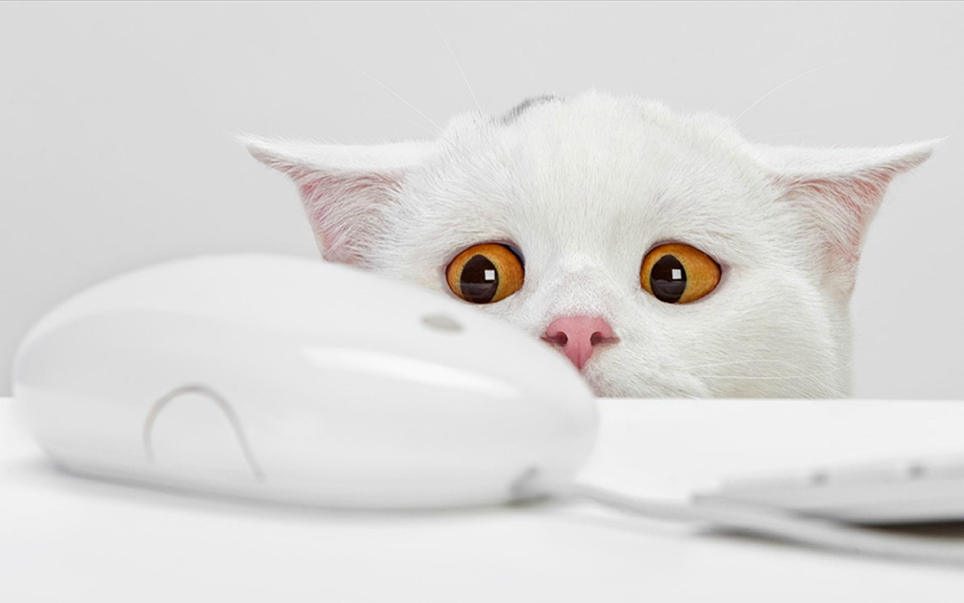 White cat and mouse Wallpaper 1920x1200