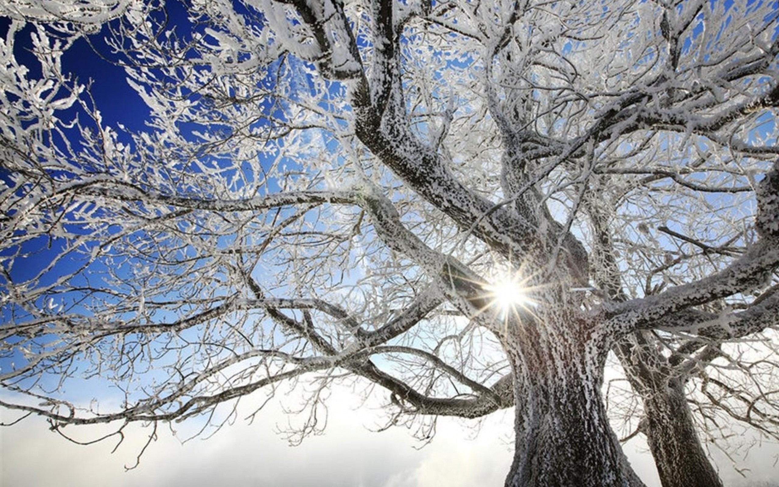 Winter Tree Wallpaper (67+ pictures)