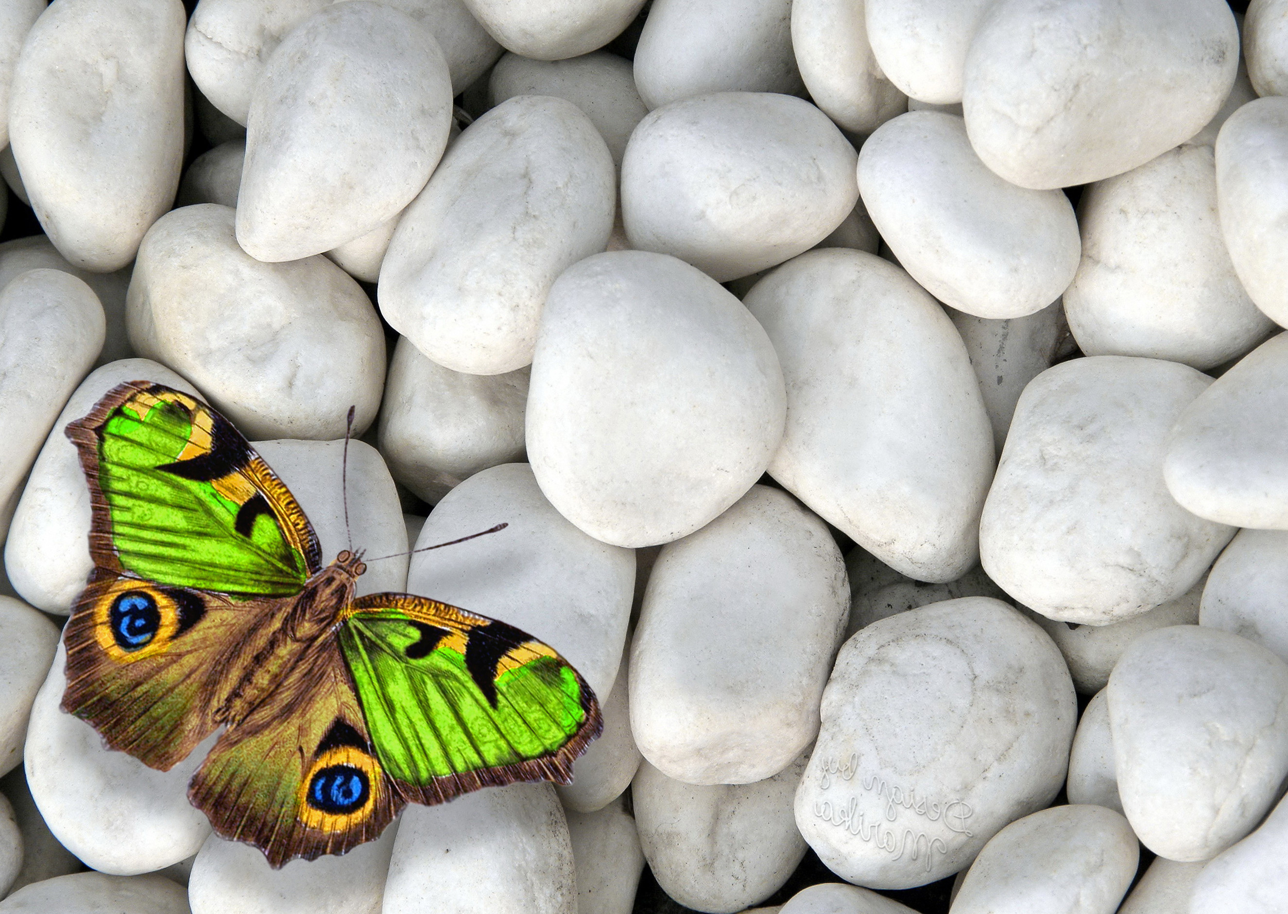 1920x1080 Cute Animal Wallpaper 2651x1880