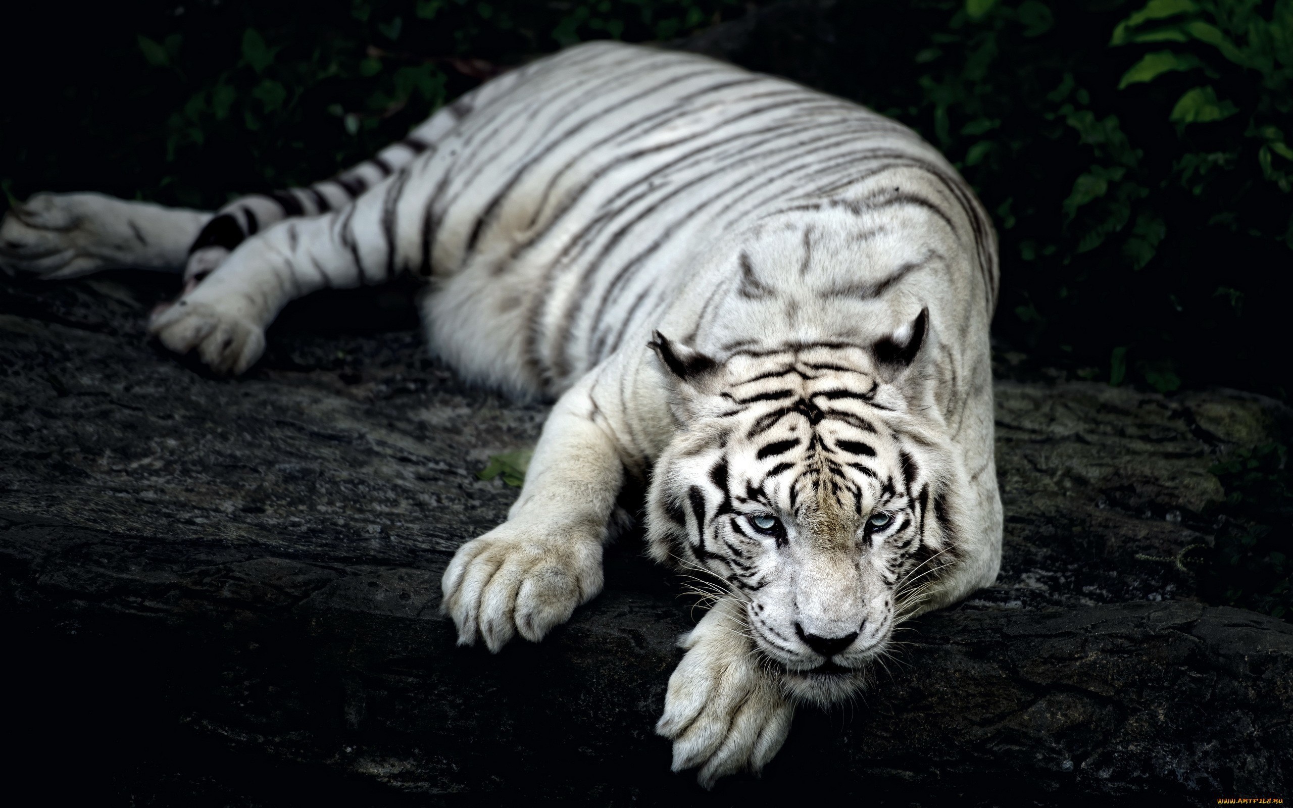 500 Free White Tiger Pictures  Pixabay