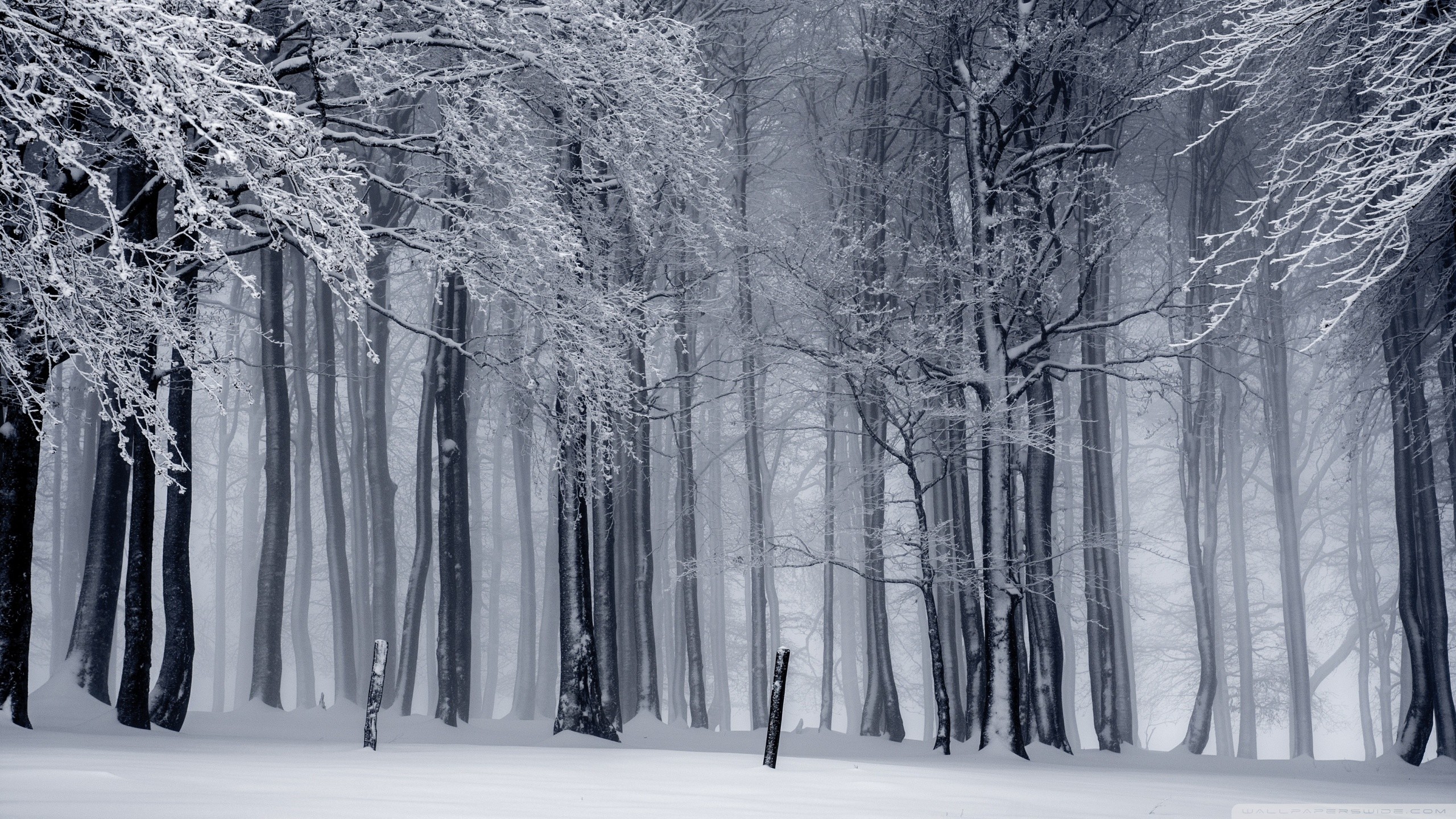 Forrest 2, czechia, fog, forest, snow, trees, winter, HD phone wallpaper |  Peakpx