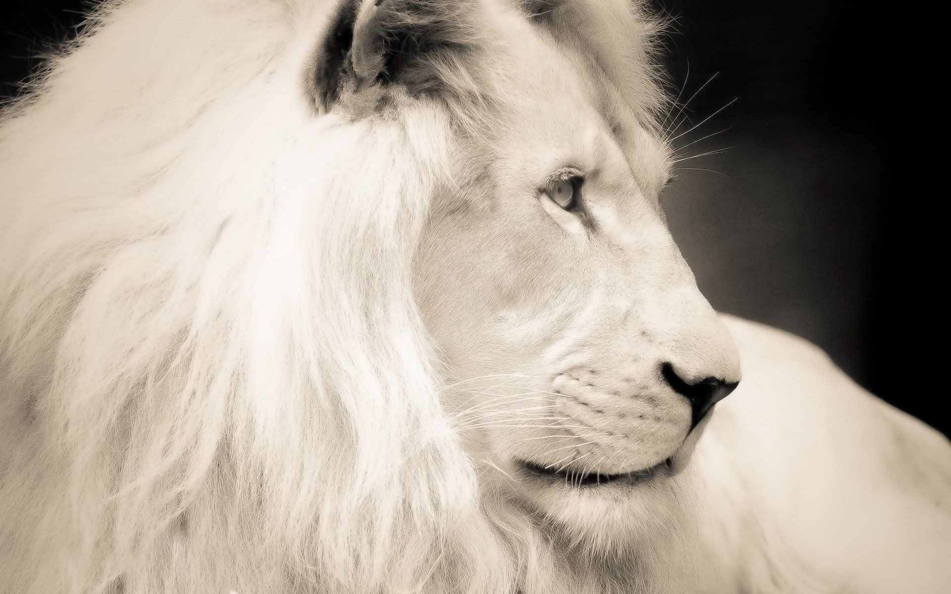 White Lion Photos Download The BEST Free White Lion Stock Photos  HD  Images