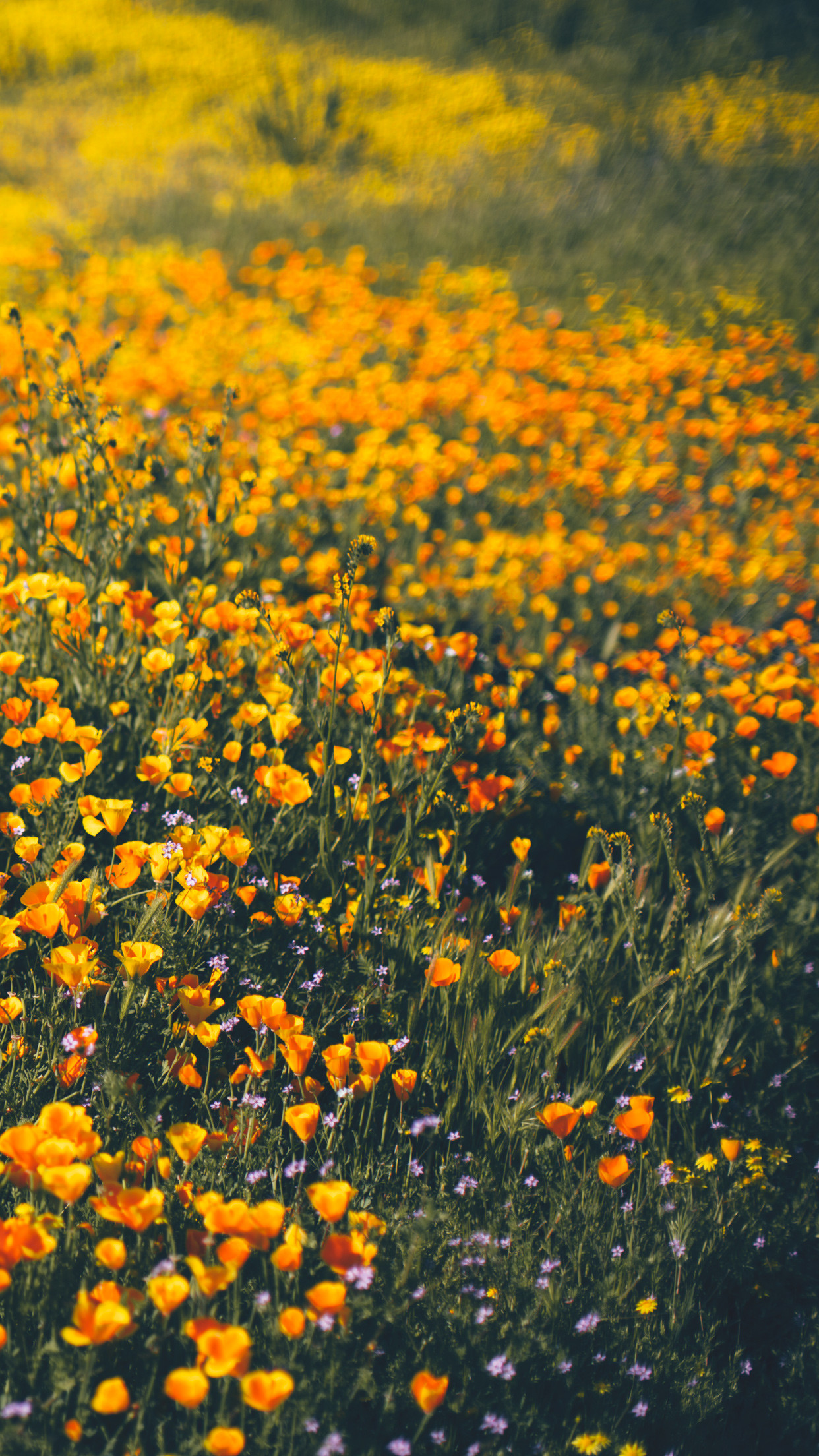 Wildflowers Wallpaper (74+ pictures)