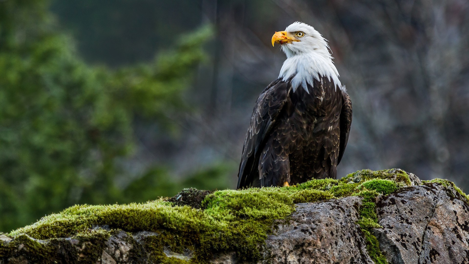 Eagle Wallpaper 80 Pictures