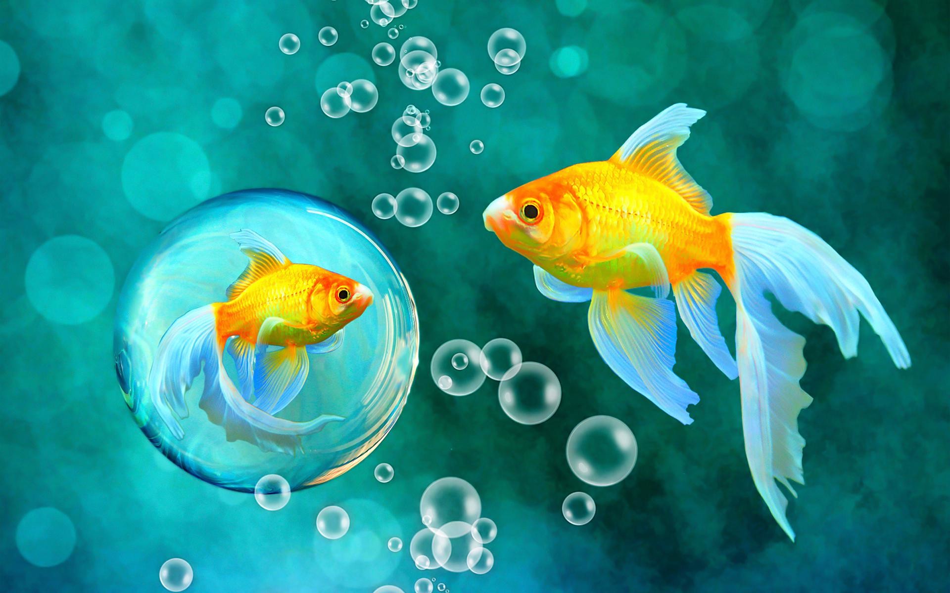 Fish Desktop Wallpaper (57+ pictures)
