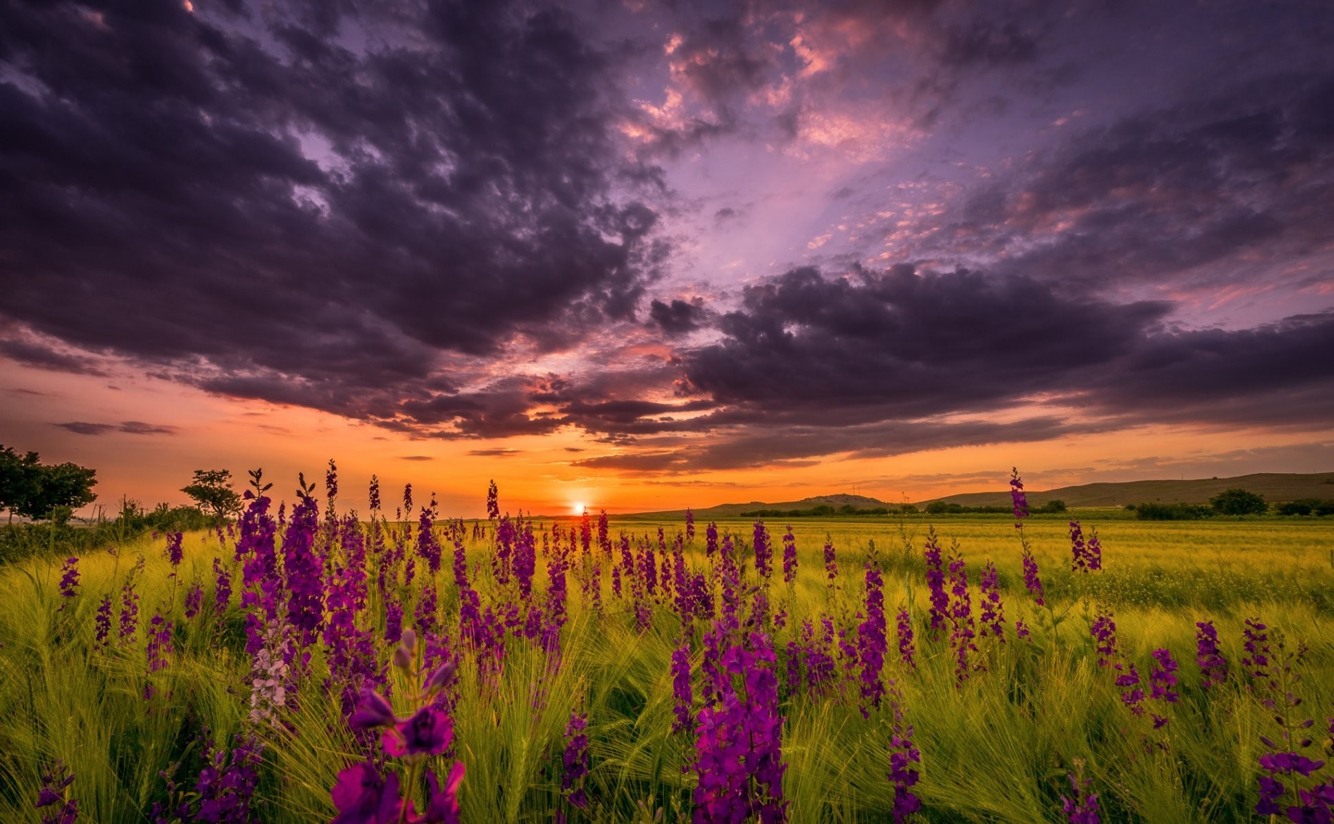 night summer sunset sky sun the field flower 1941x1200