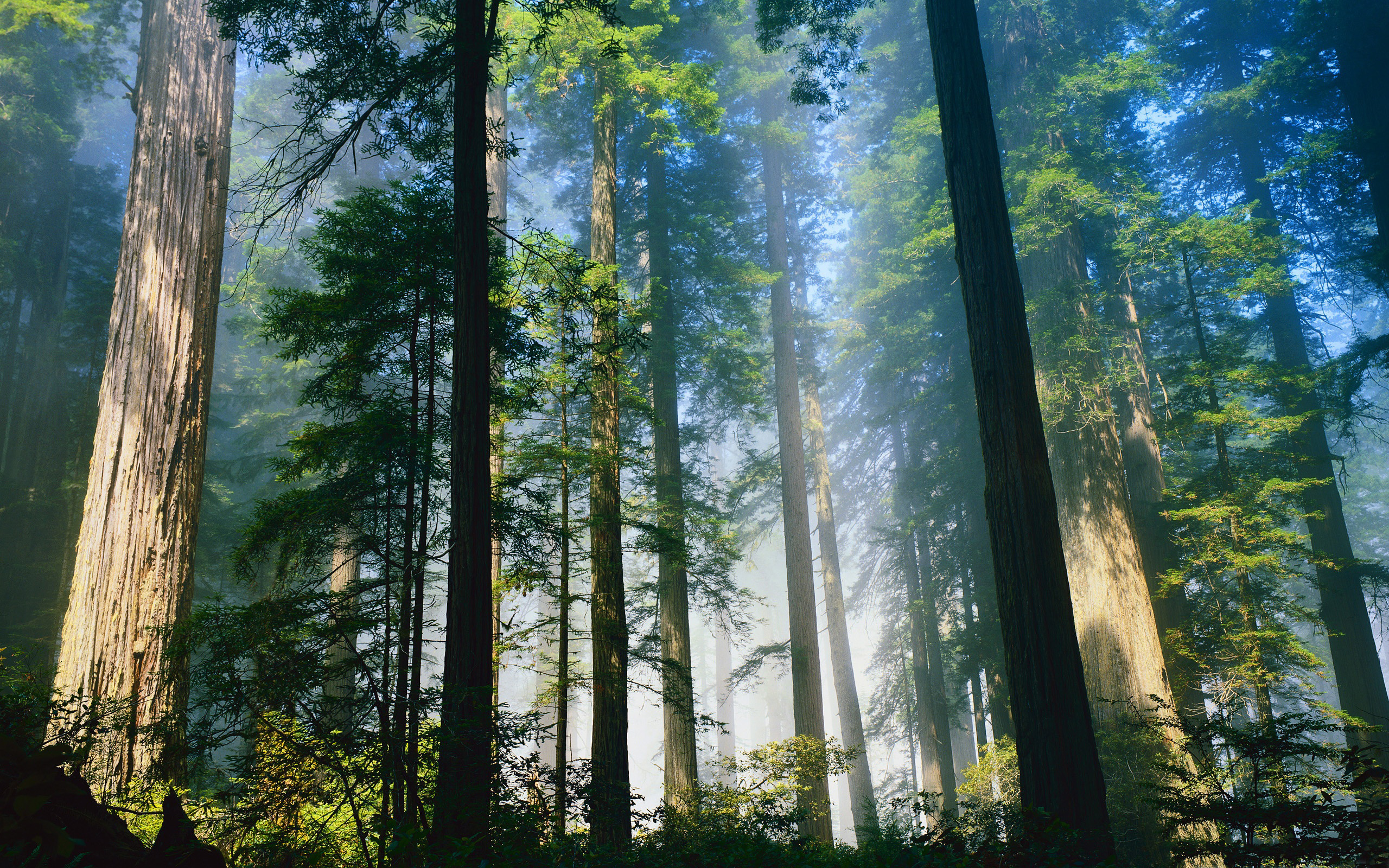 Redwood Forest Wallpaper (61+ pictures)