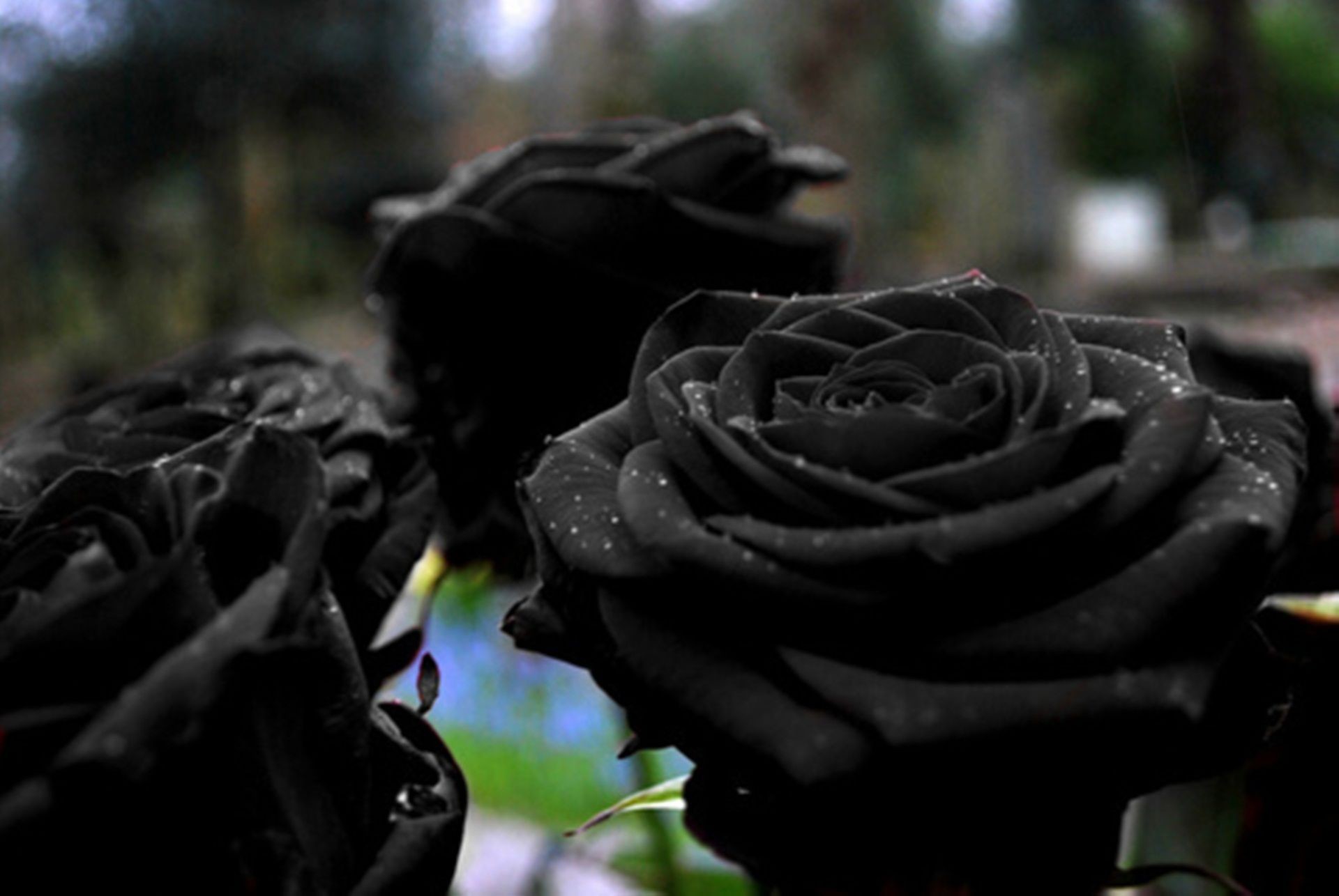 Black Rose Backgrounds (50+ pictures)