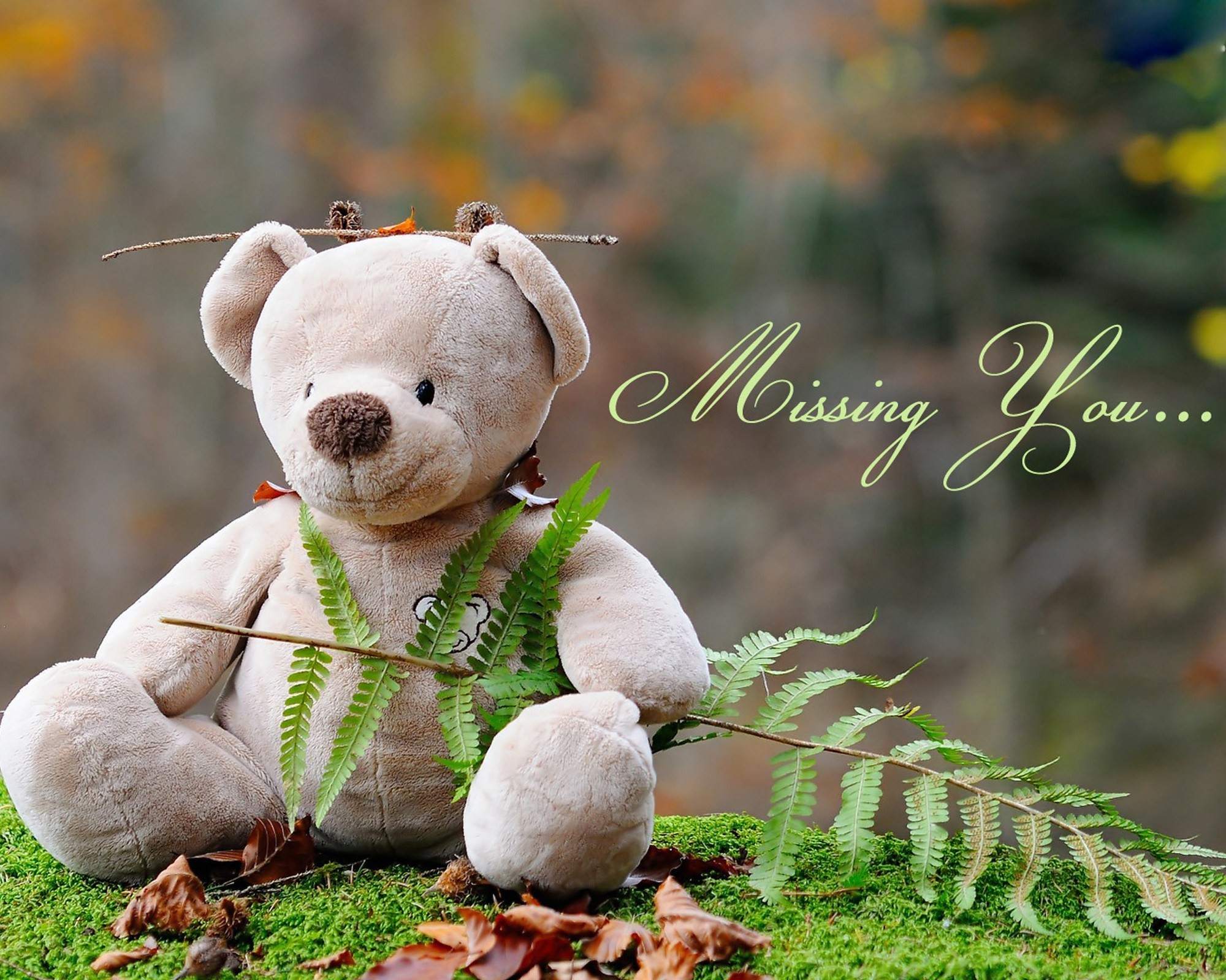 Cute Teddy  Bear  Wallpapers  61 pictures 