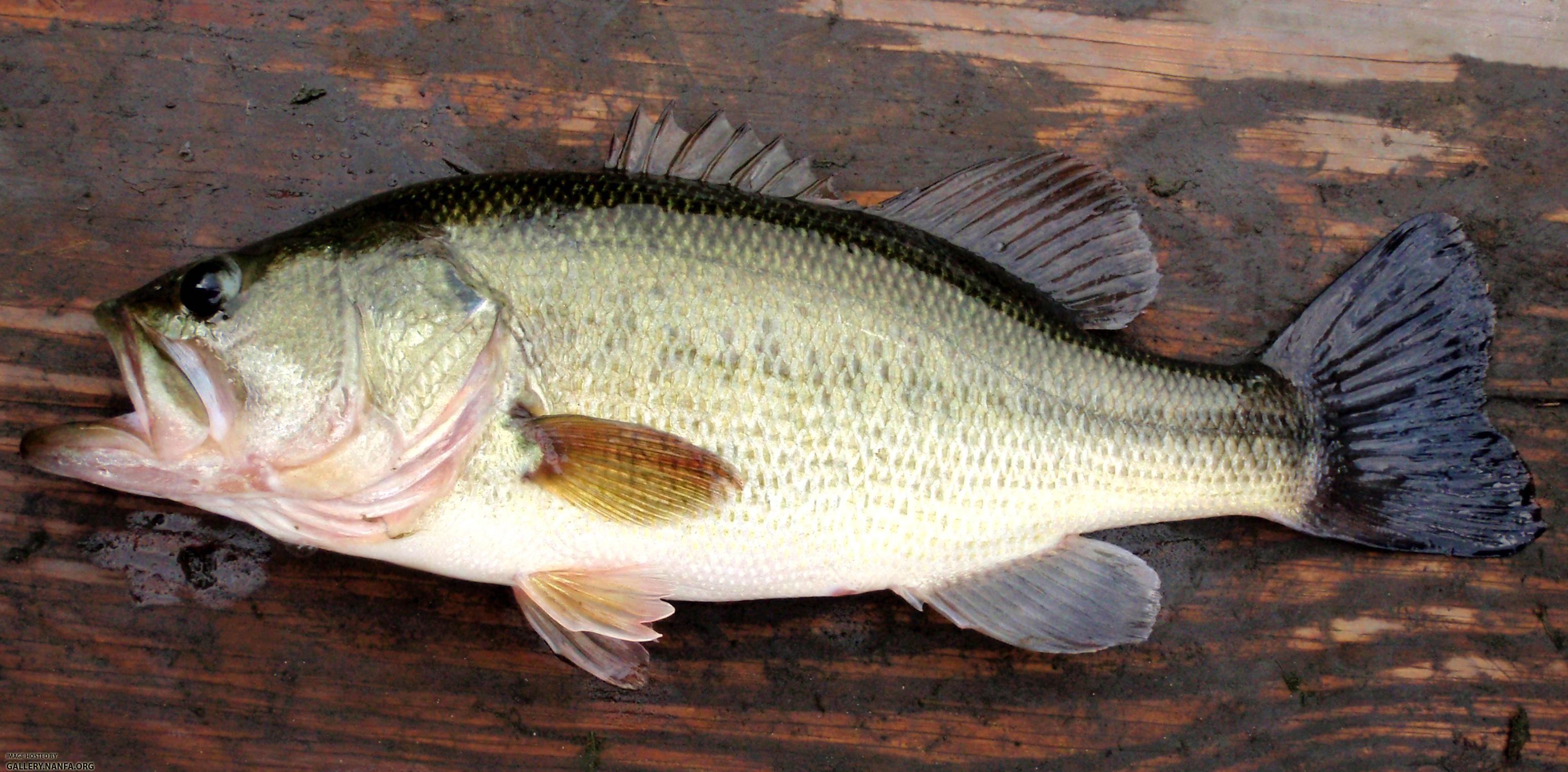 Largemouth Bass Backgrounds 46 Pictures WallpaperSet