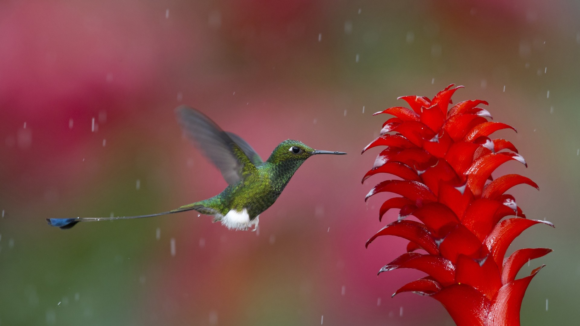 Preview wallpaper hummingbird, bird, flying, plant 1920x1080 1920x1080