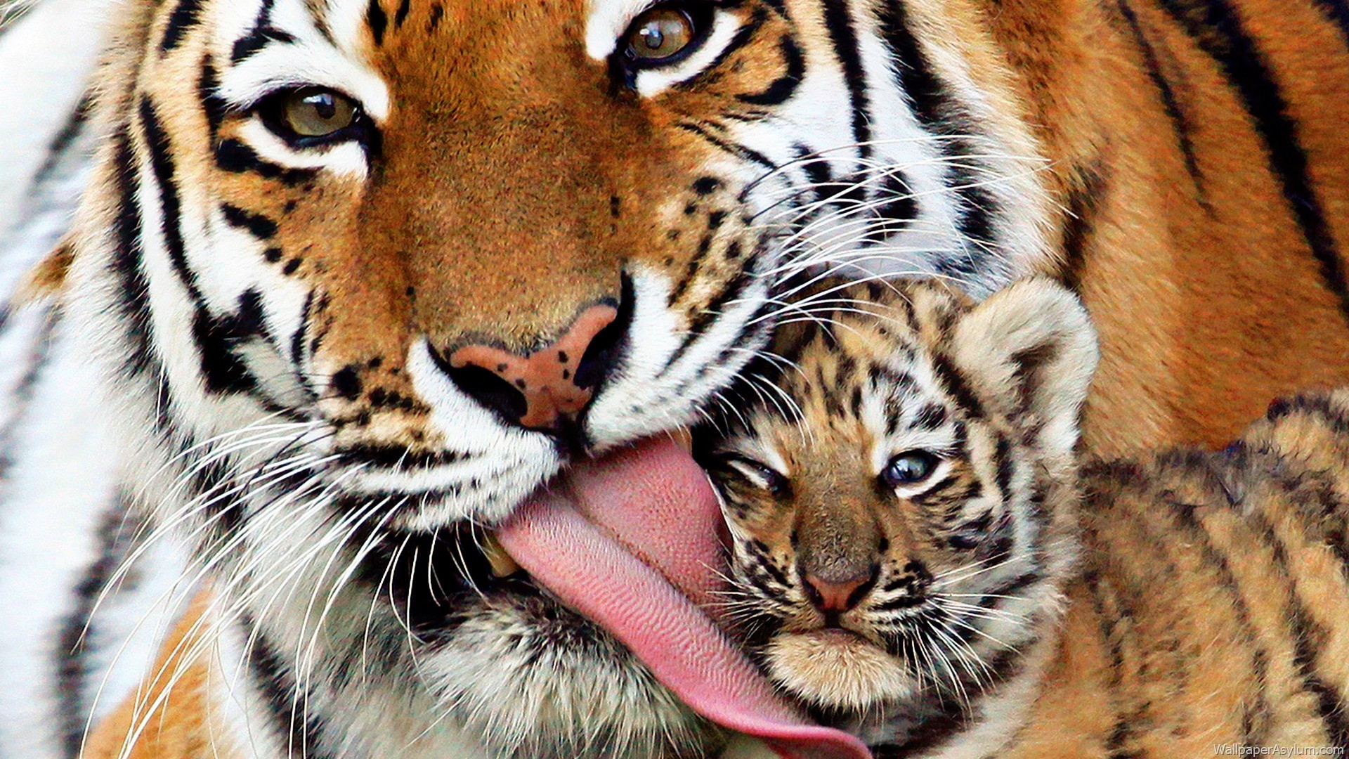 Tiger Wallpapers Hd 1920x1080