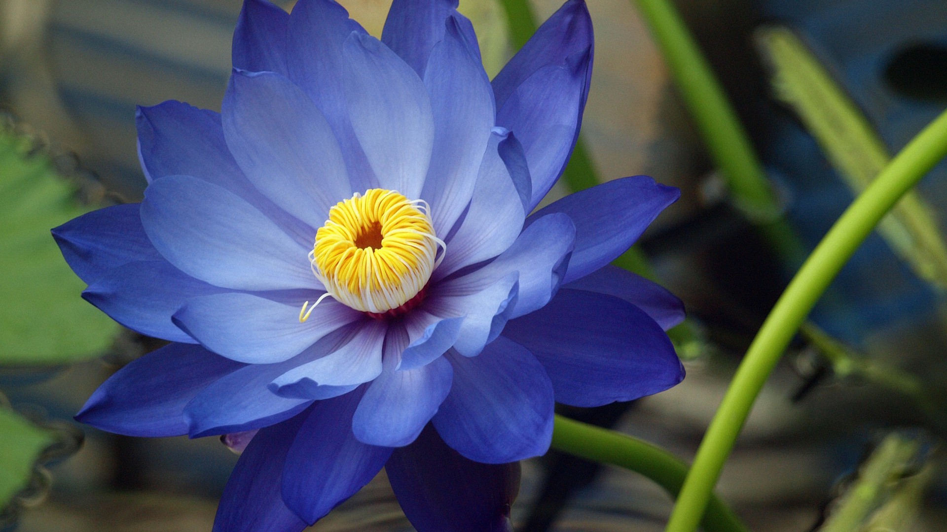 water lily lotus HD wallpapers 1920x1080