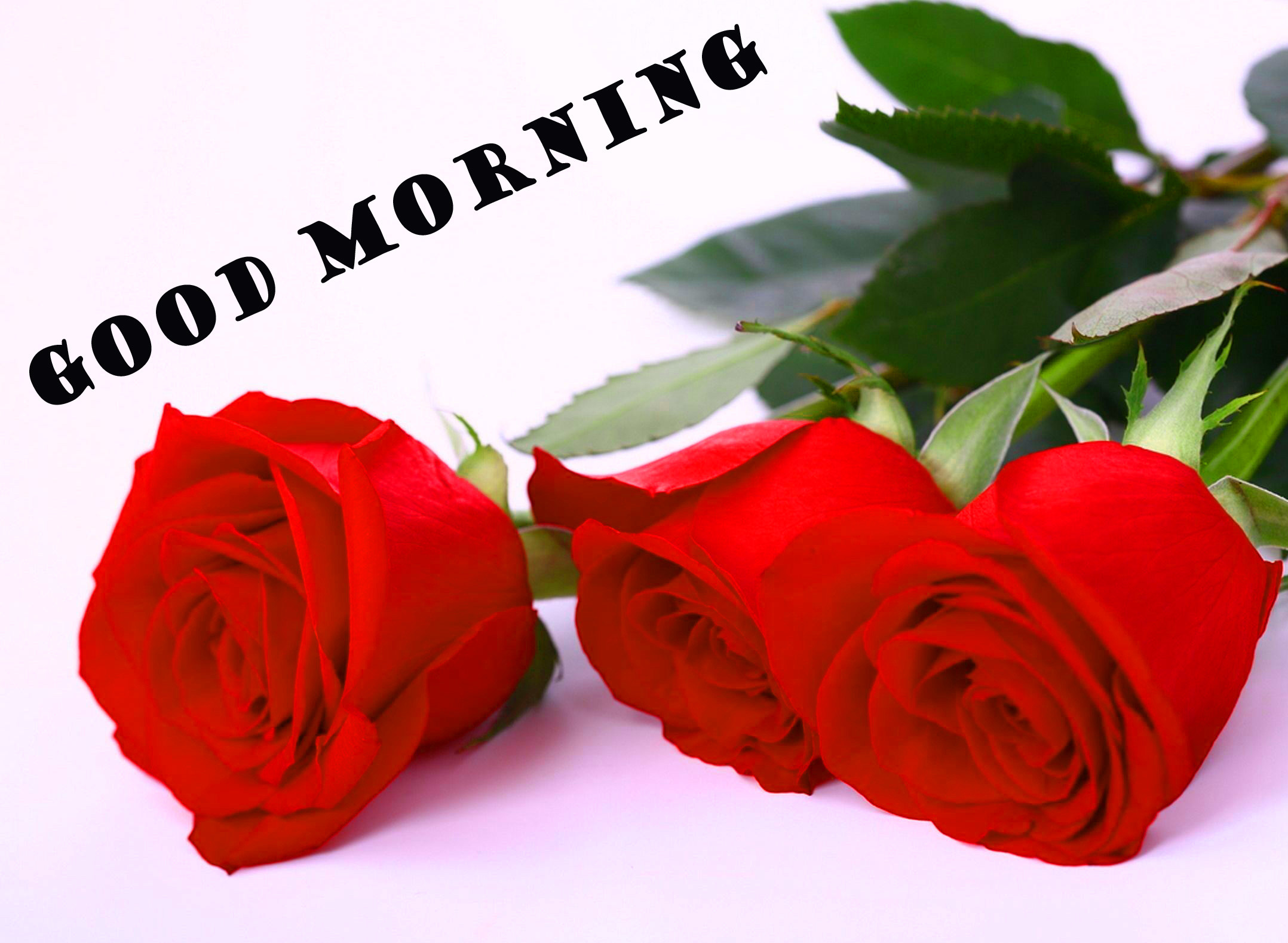 Red Rose Wallpaper 68 Pictures