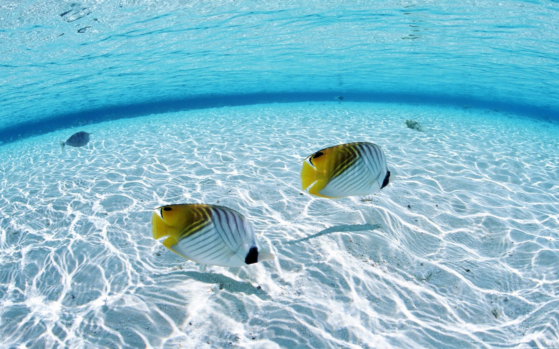 Underwater Wallpapers 1920x1200