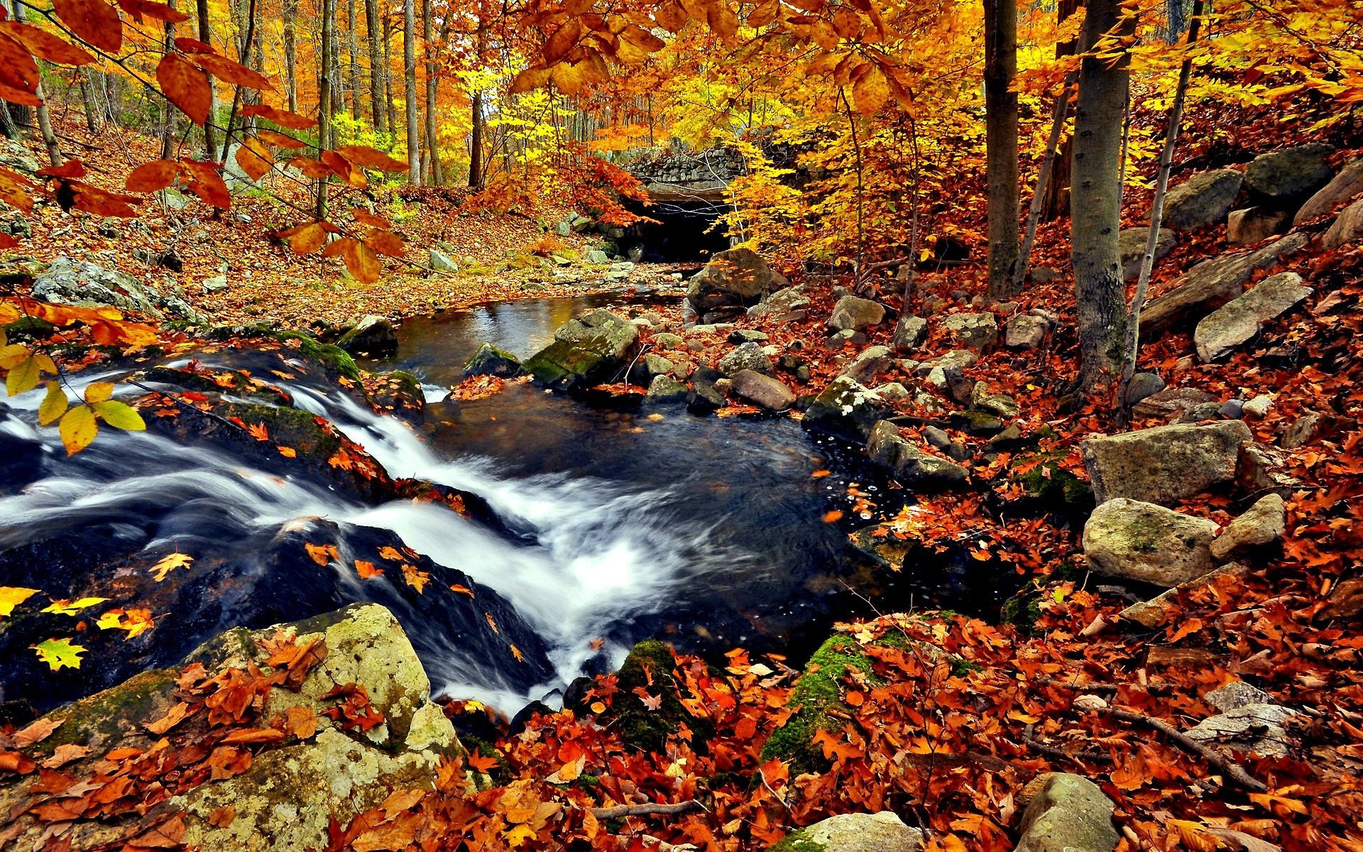 Autumn Forest Wallpaper Free Download. 1920x1200