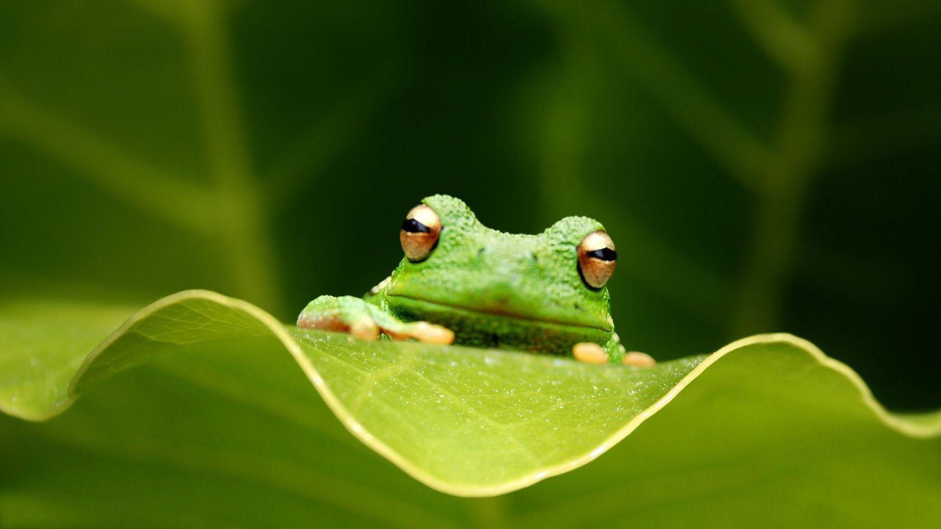 Cute Frog Backgrounds (52+ pictures)