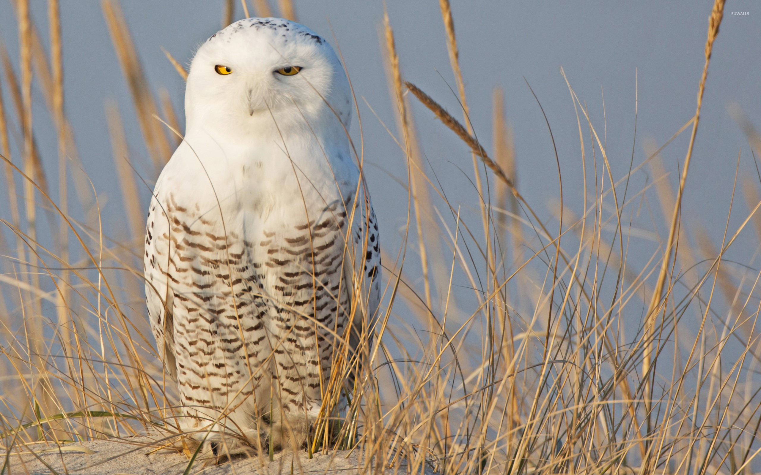 Snowy Owl [7] wallpaper 2560x1600