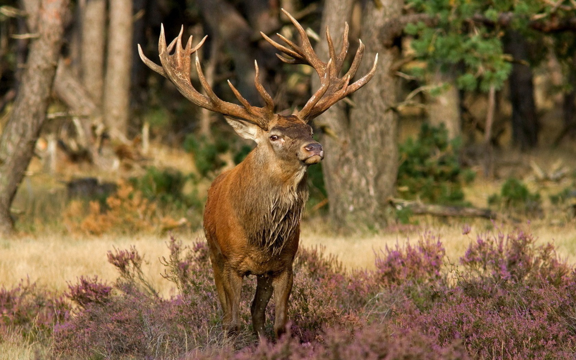big buck  Deer  Animals Background Wallpapers on Desktop Nexus Image  2233941