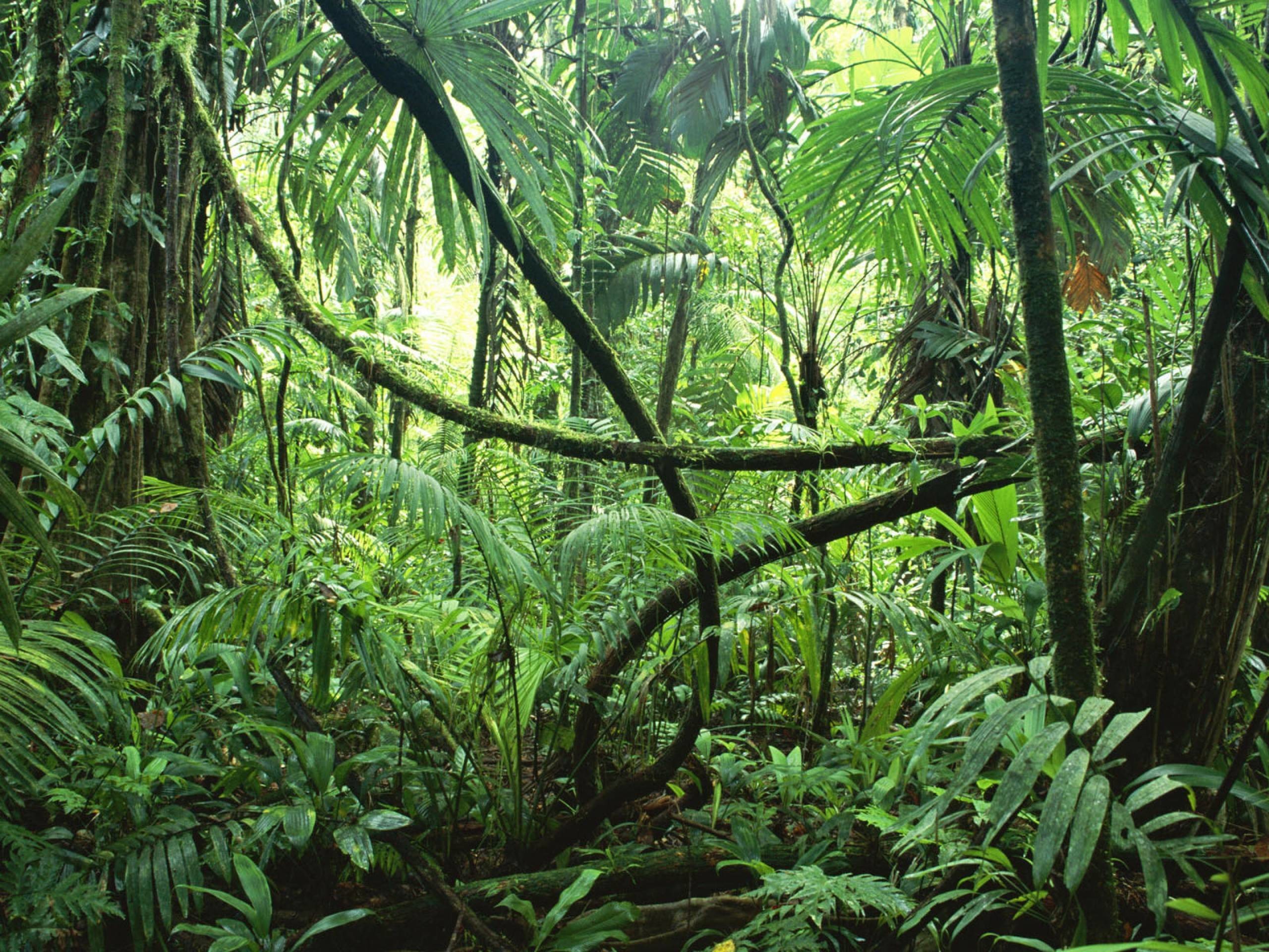 Rainforest Background (42+ pictures)