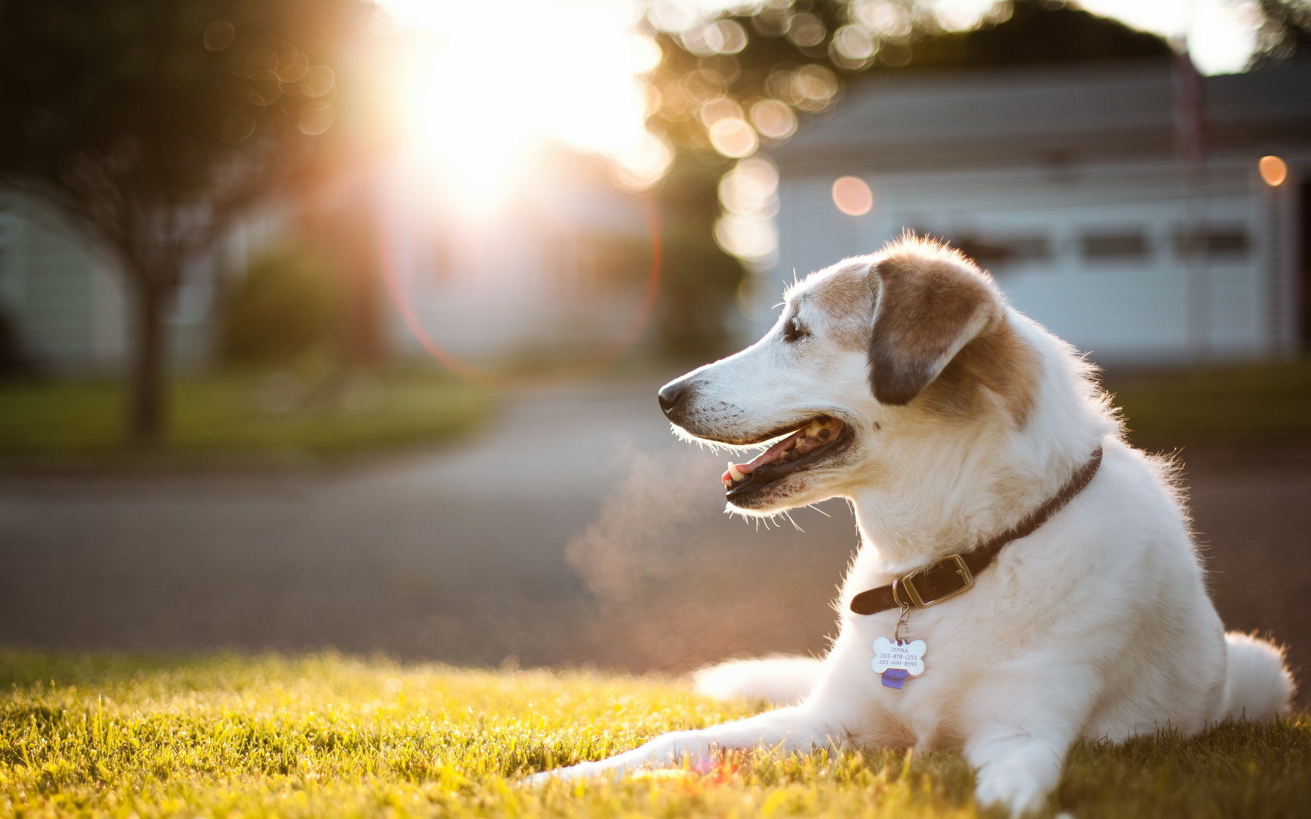 dog backgrounds for computer