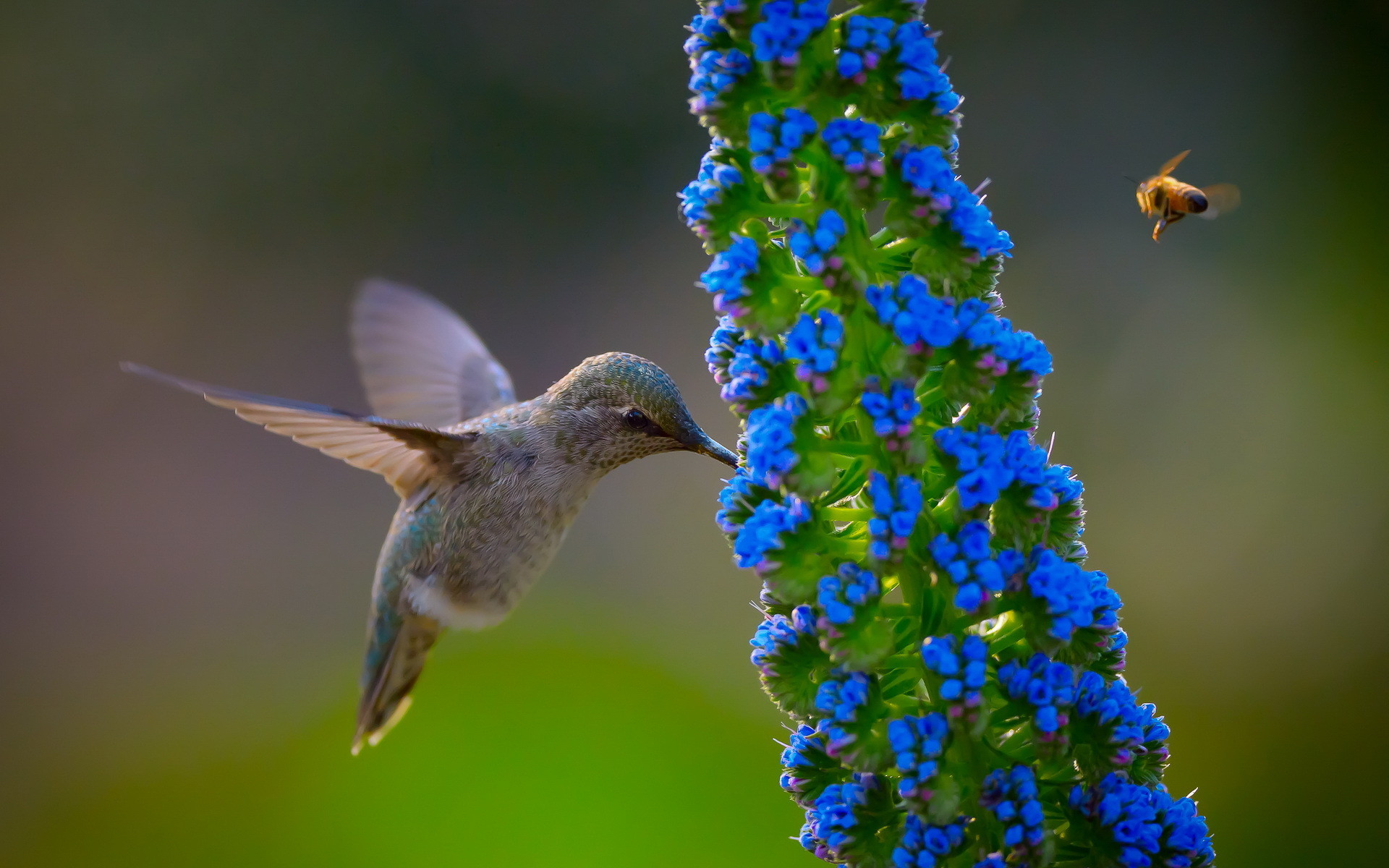 Blue Flower And Hummingbird. Blue Flower And Hummingbird Desktop Background 1920x1200