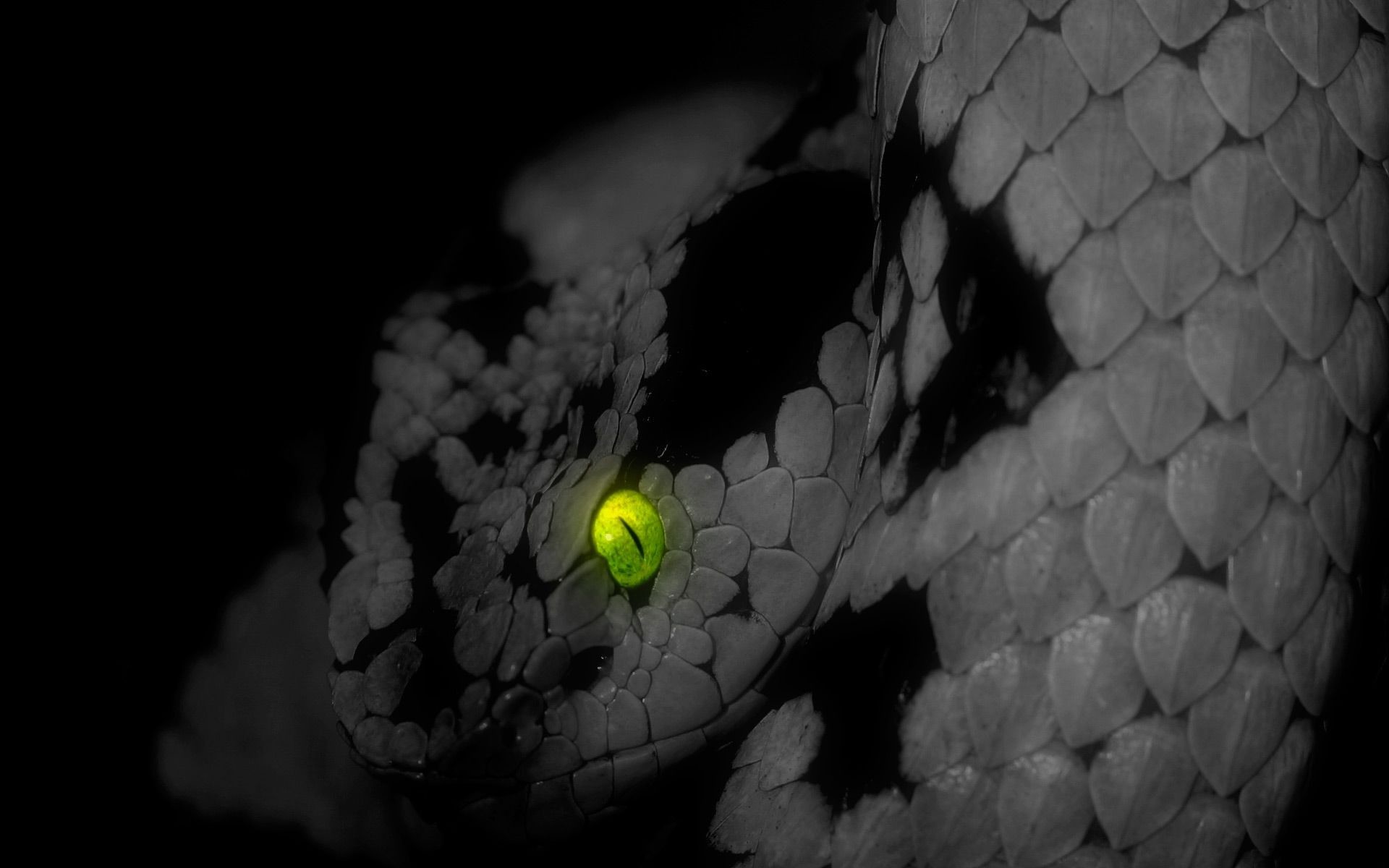 pics of snakes | Close up photo of a blue snake | HD snakes wallpapers |  owen | Pinterest | Snake wallpaper and Reptiles 1920x1200