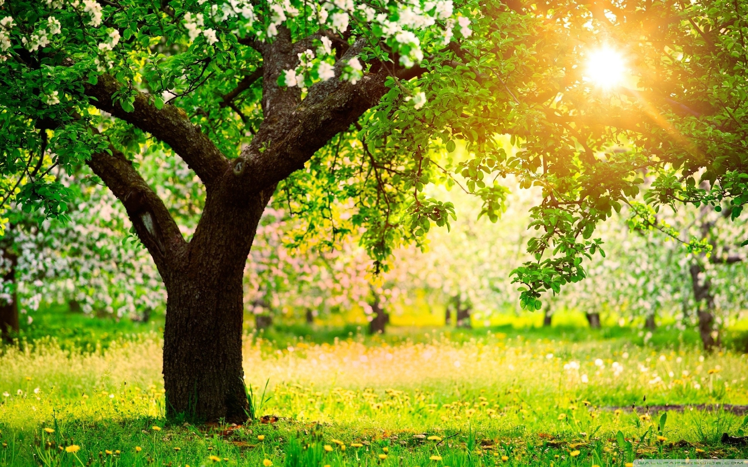 Wide ... 2560x1600