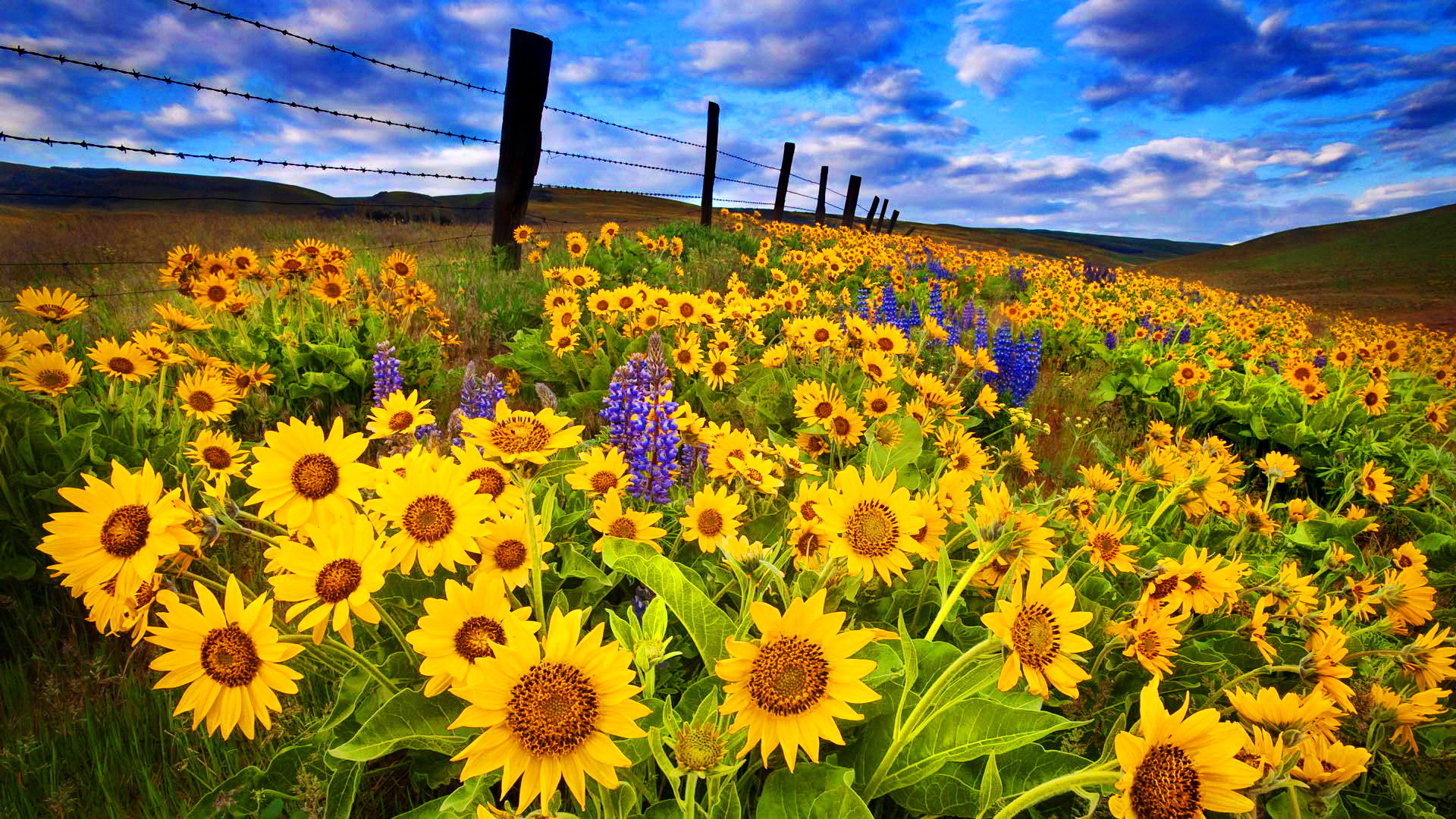 Download Sunflower Wallpaper Desktop (67+ pictures)