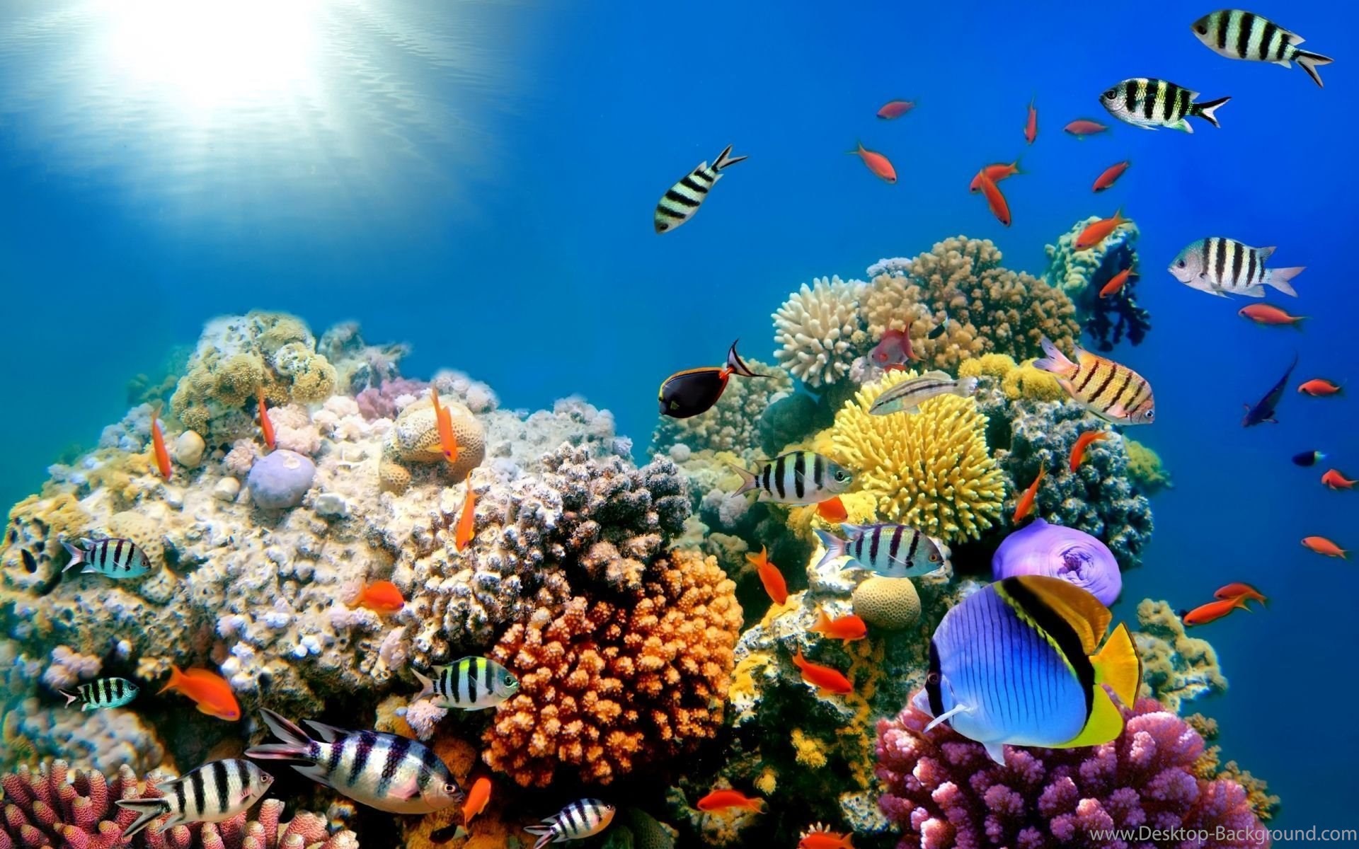 Under Ocean Wallpaper (69+ pictures)