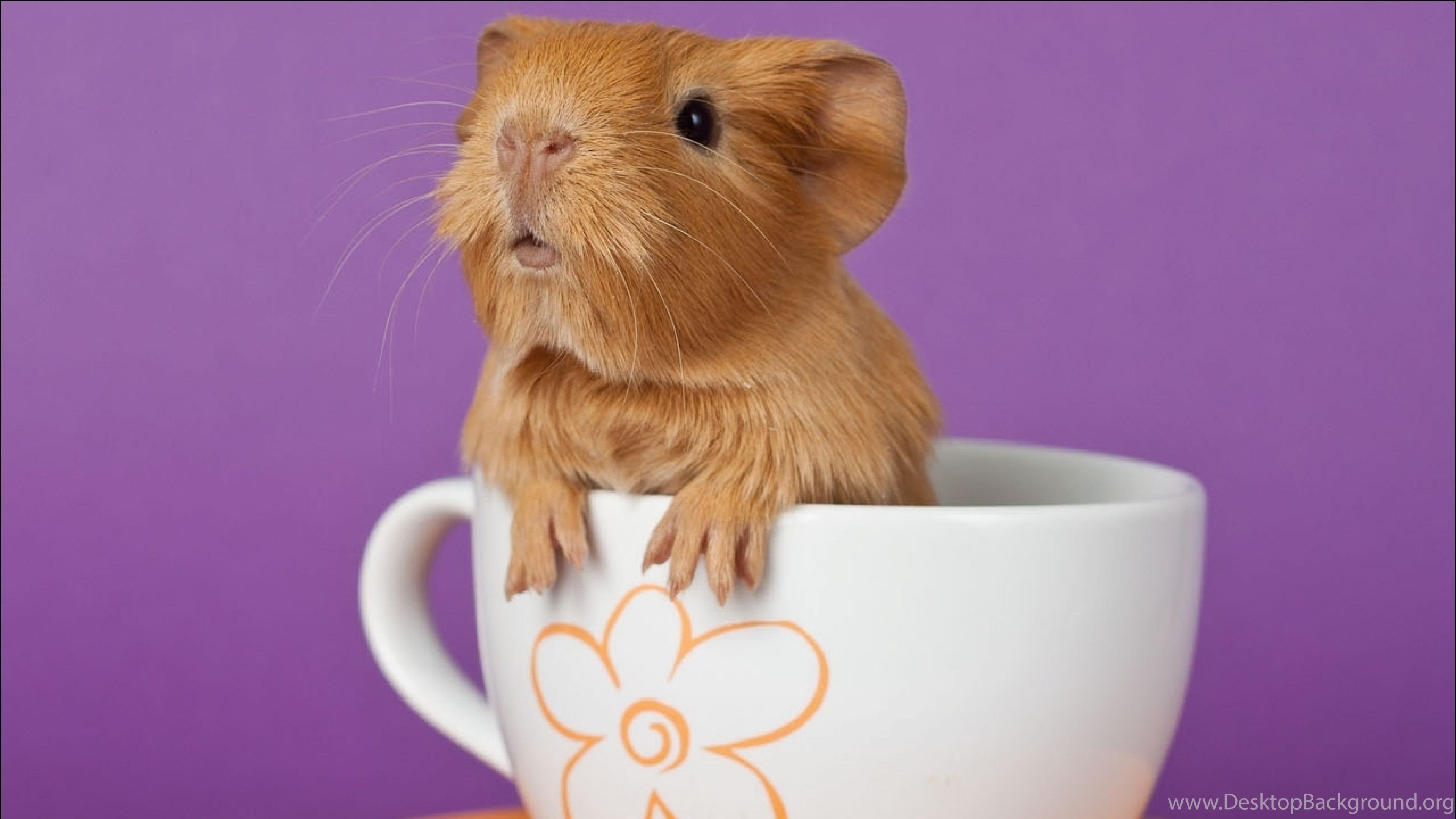 Добрые хомячки. Морские свинки. Мышка в чашке. Чашка хомяк. Хомячок в чашке.