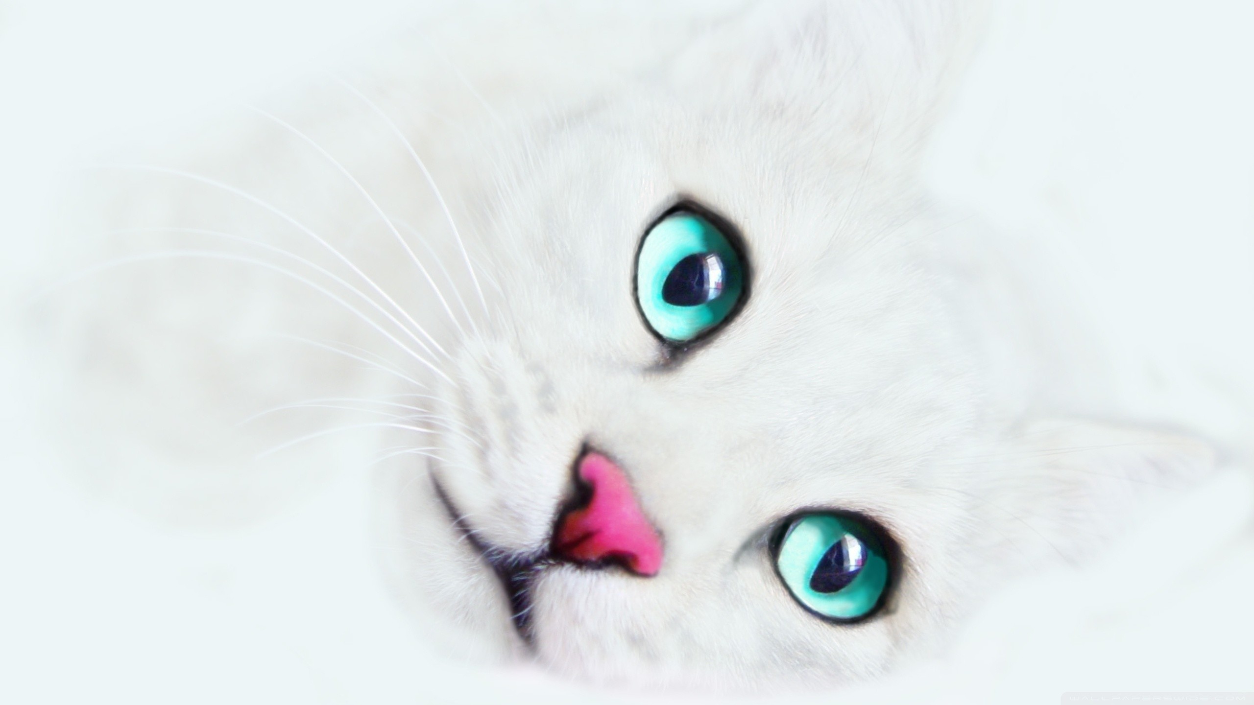 White Cat Photos Download The BEST Free White Cat Stock Photos  HD Images