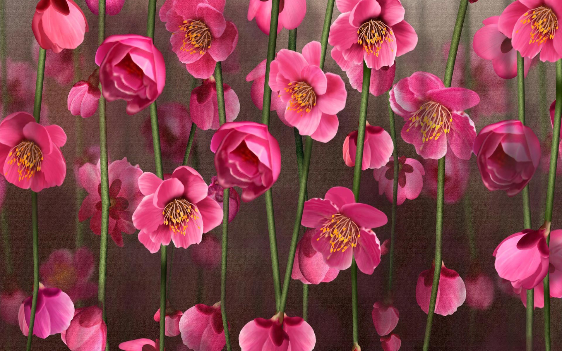 Flower Pink Wallpaper High Definition Wallpaper 1920x1200