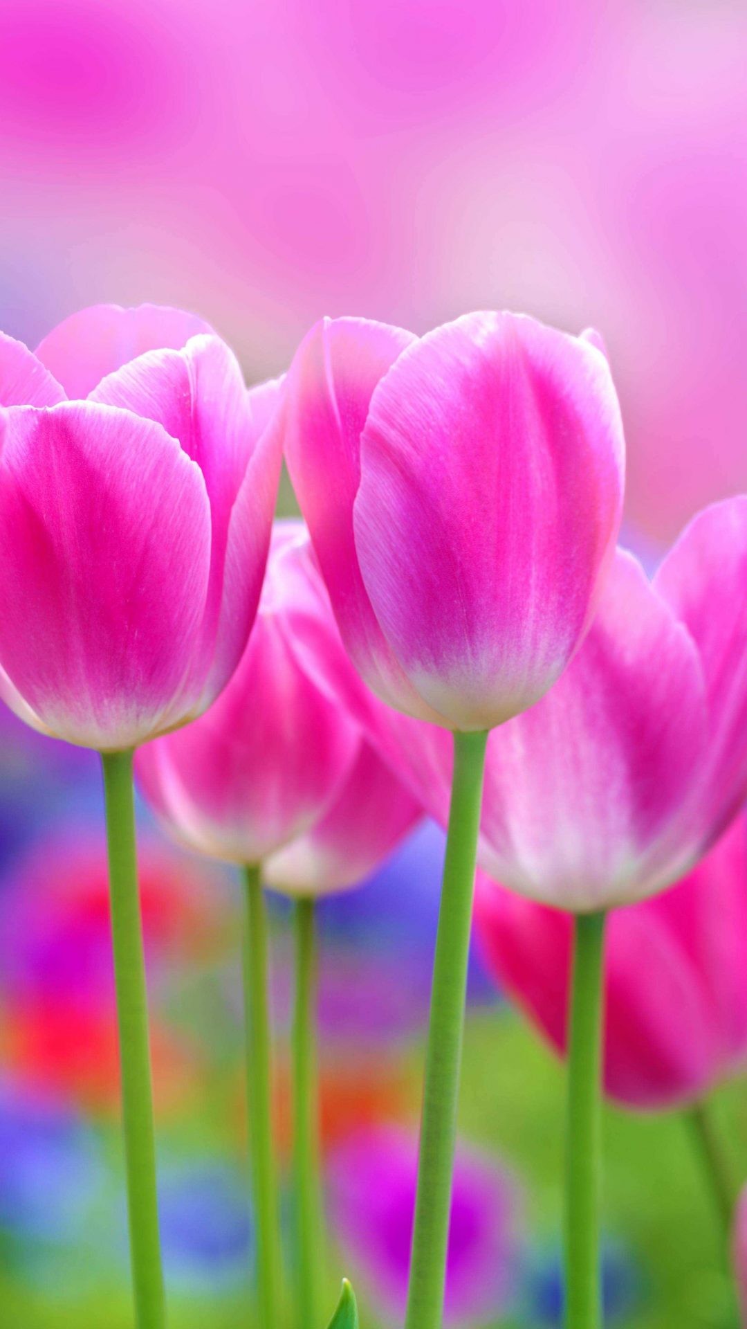 Full HD Flowers Wallpapers (68+ pictures)