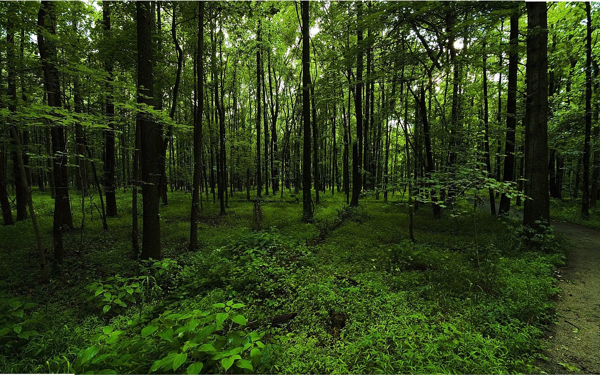 Green dark forest HD wallpapers  Pxfuel
