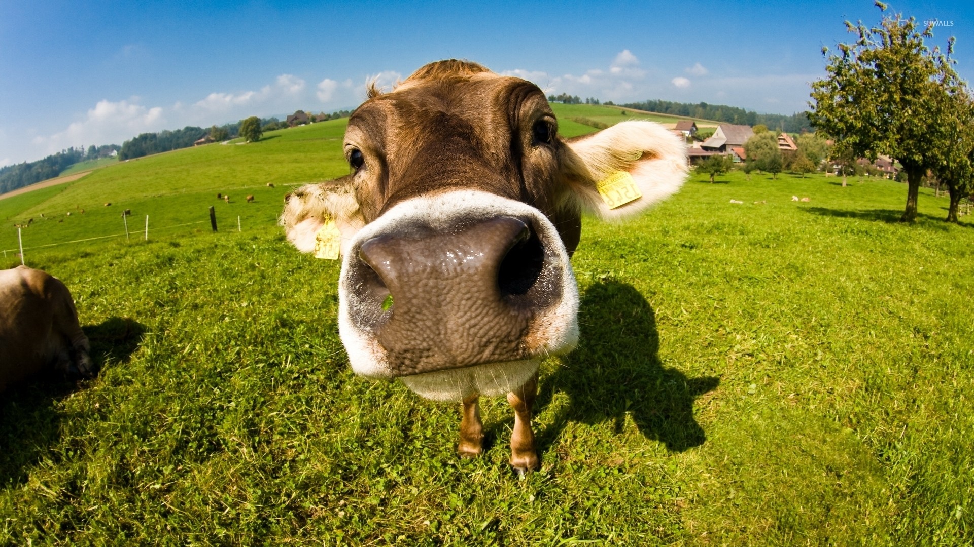 Download Herd Of Cows Grazing In A Green Pasture Wallpaper  Wallpaperscom