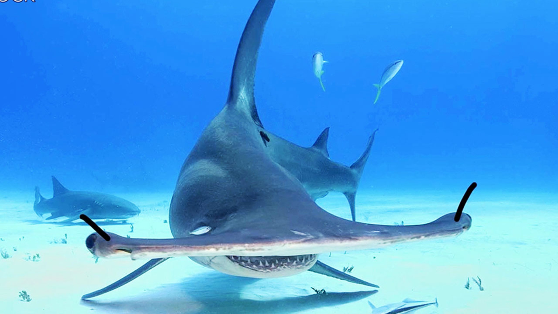 Hammerhead Shark Pictures  Download Free Images on Unsplash