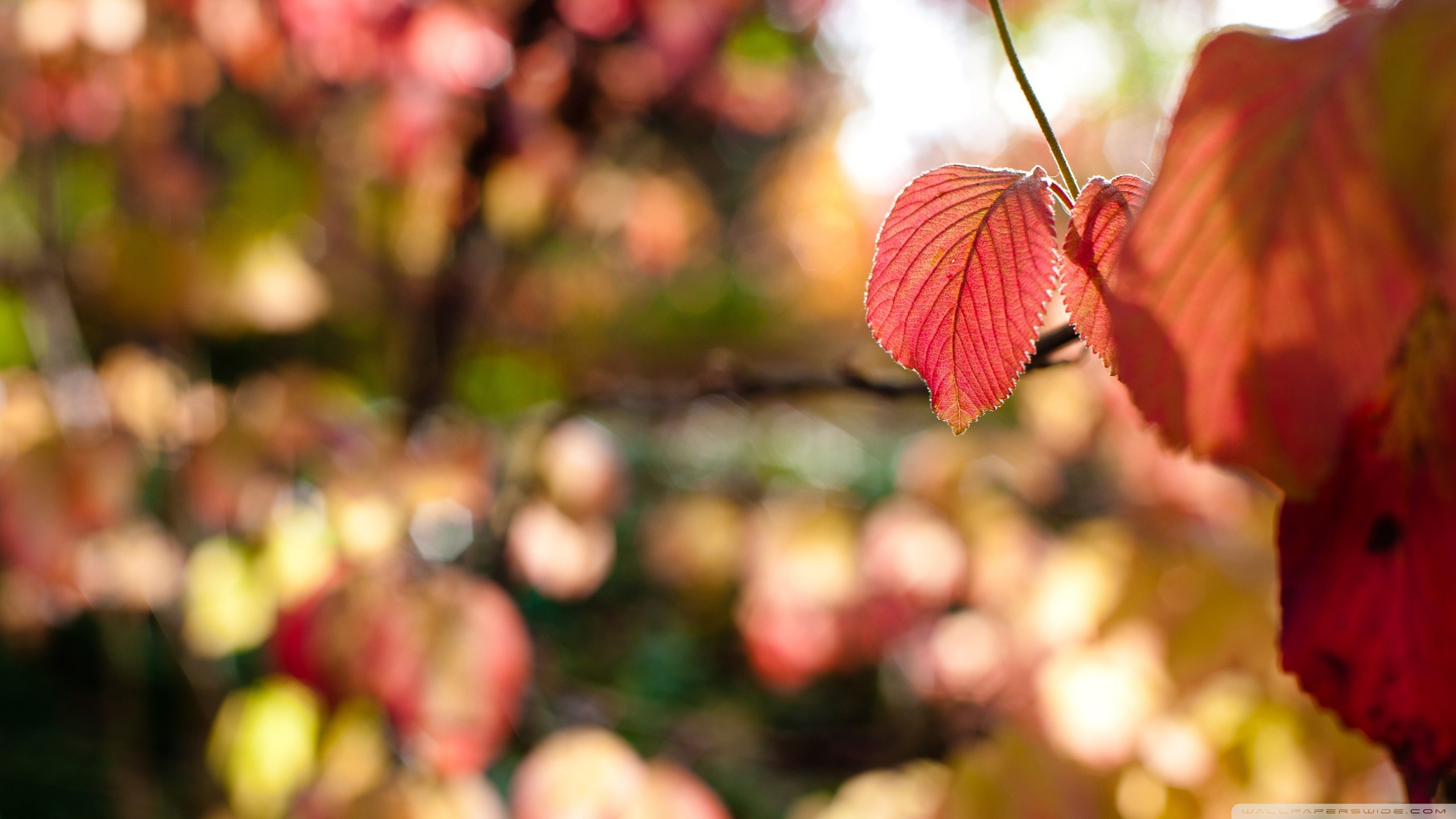 Red Leaves Wallpaper (71+ pictures)