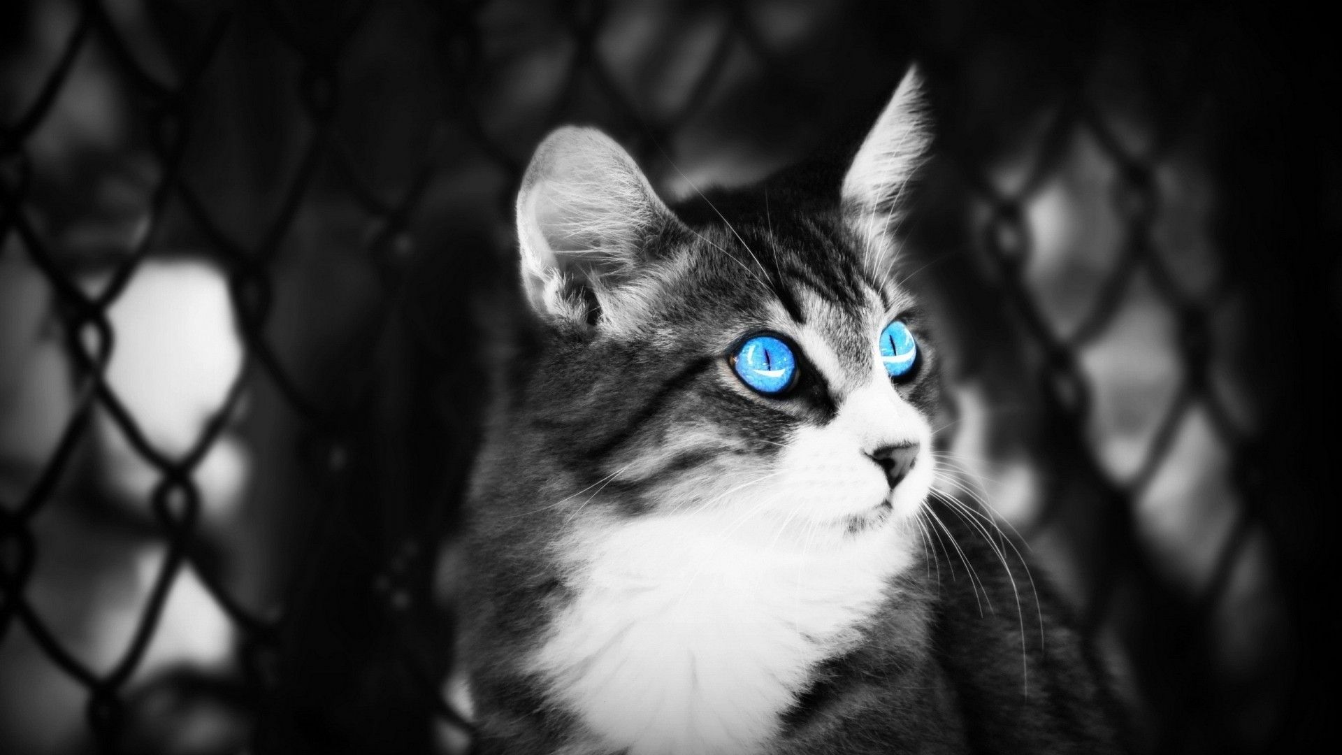 Black-and-white-cat-wallpaper-3578-3771-hd-wallpapers.jpg 1920x1080
